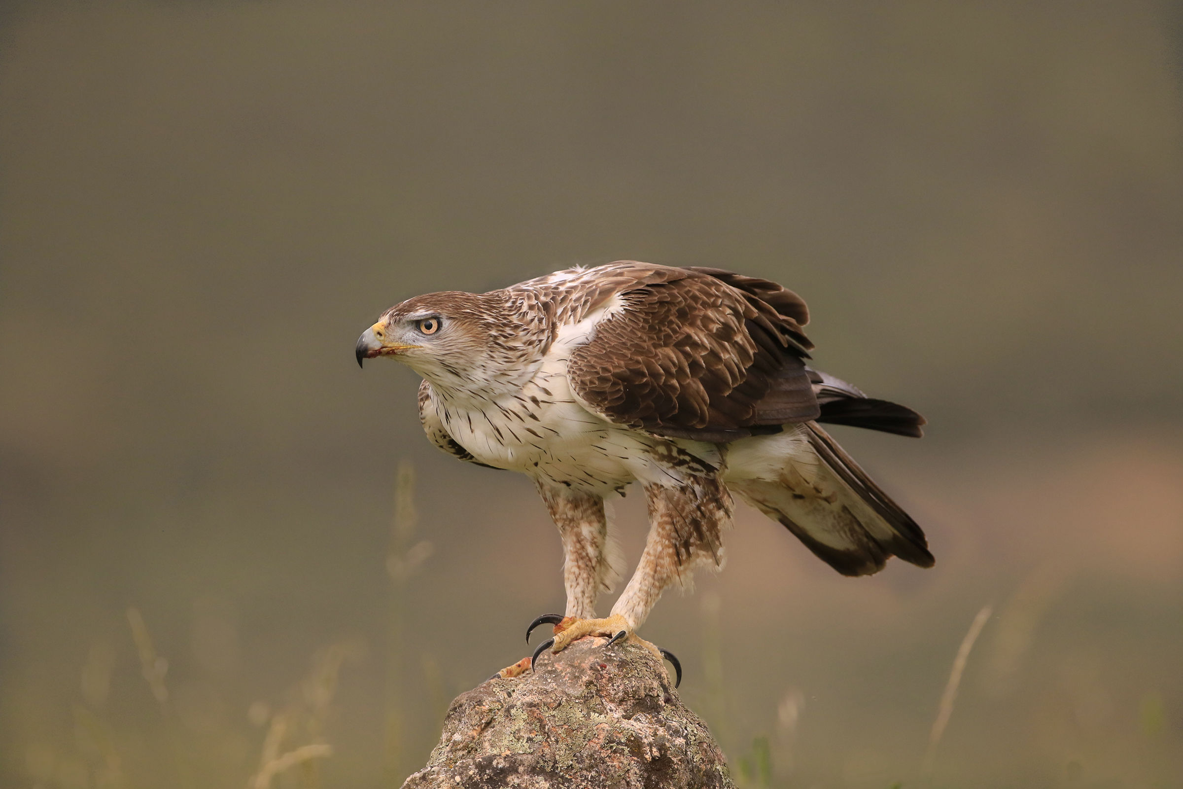 Eagle of the Bonelli new atmospheres