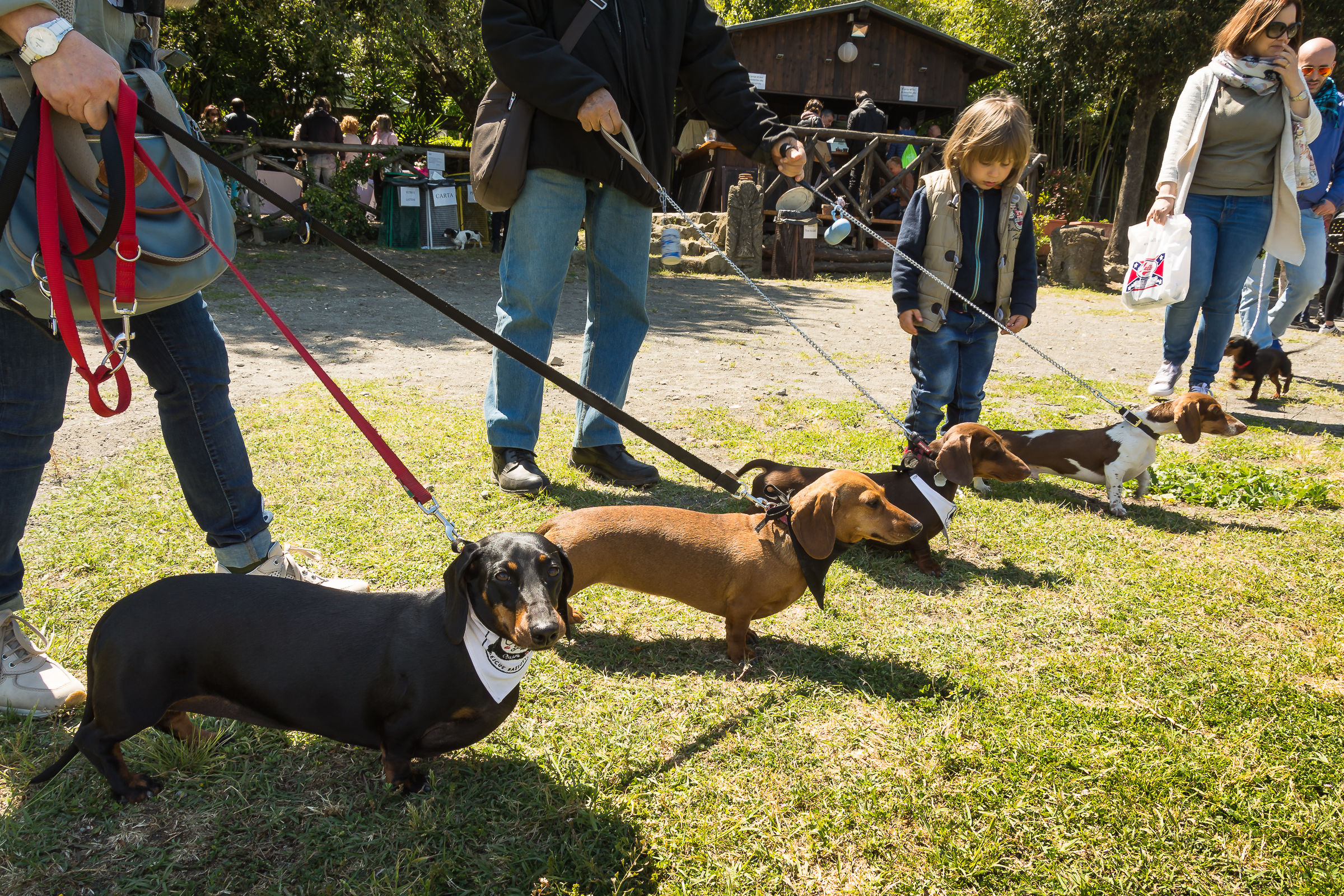 ...Bassotti...allineati!