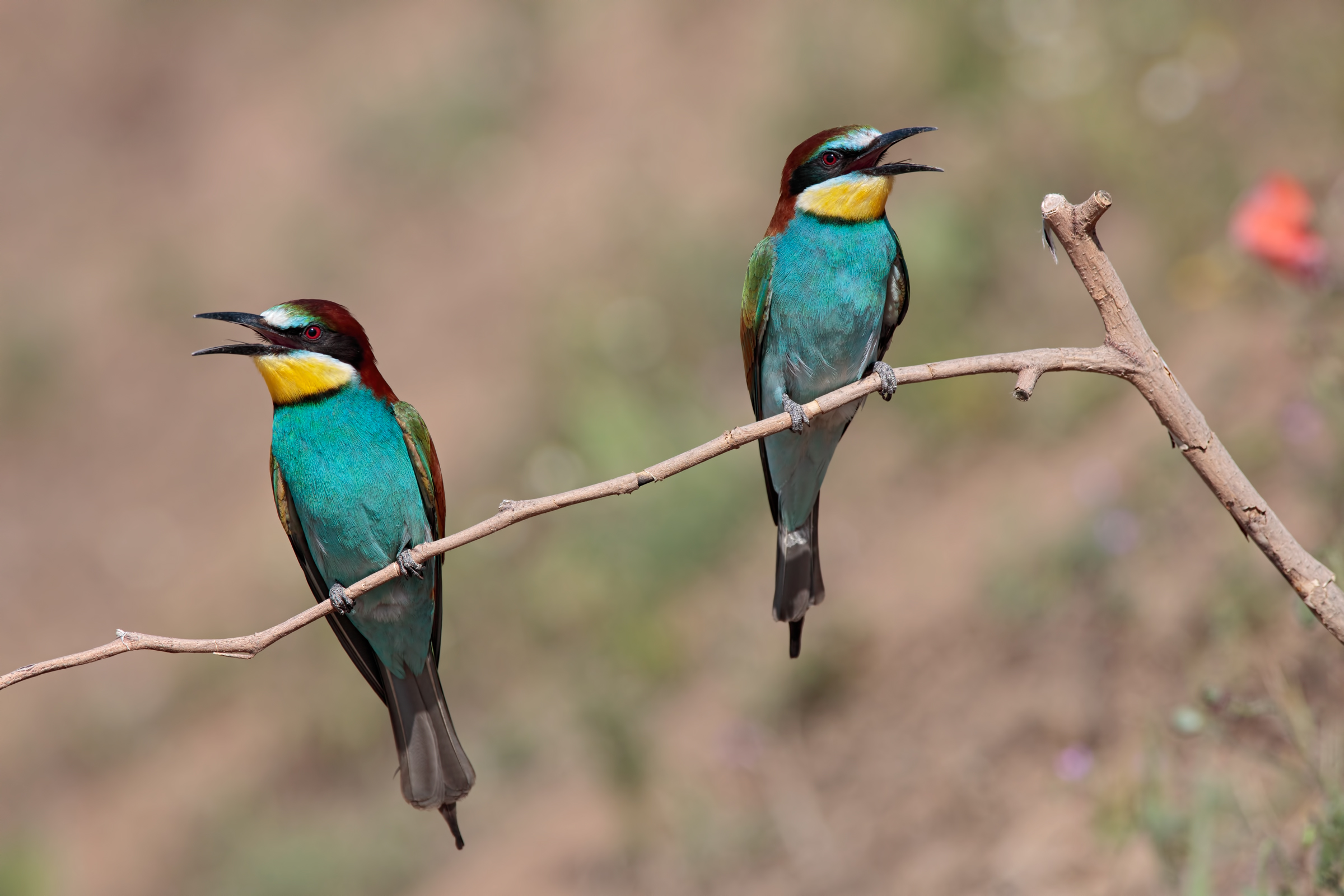 Common beetle (Merops apiaster)