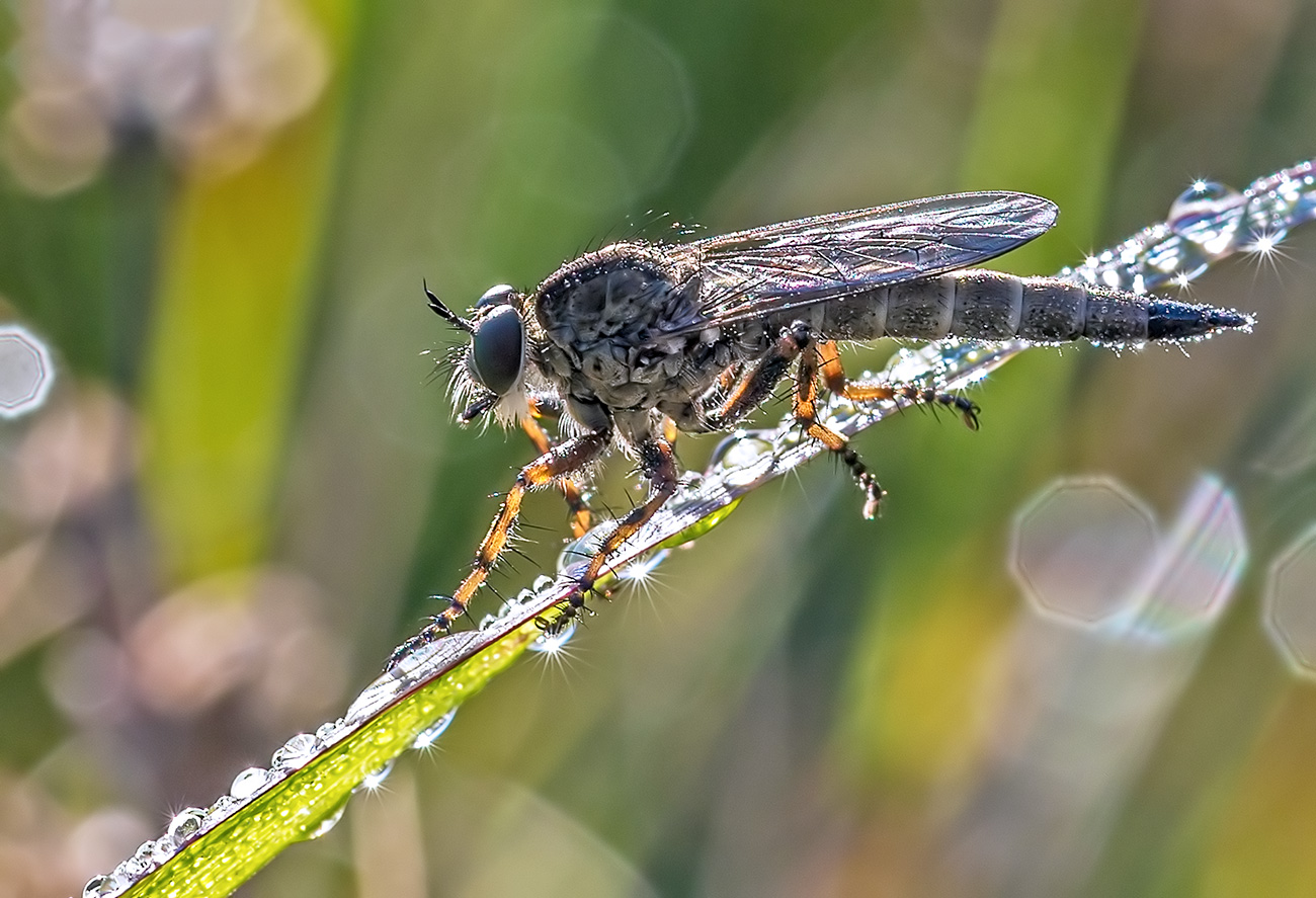 Robber fly in the morning