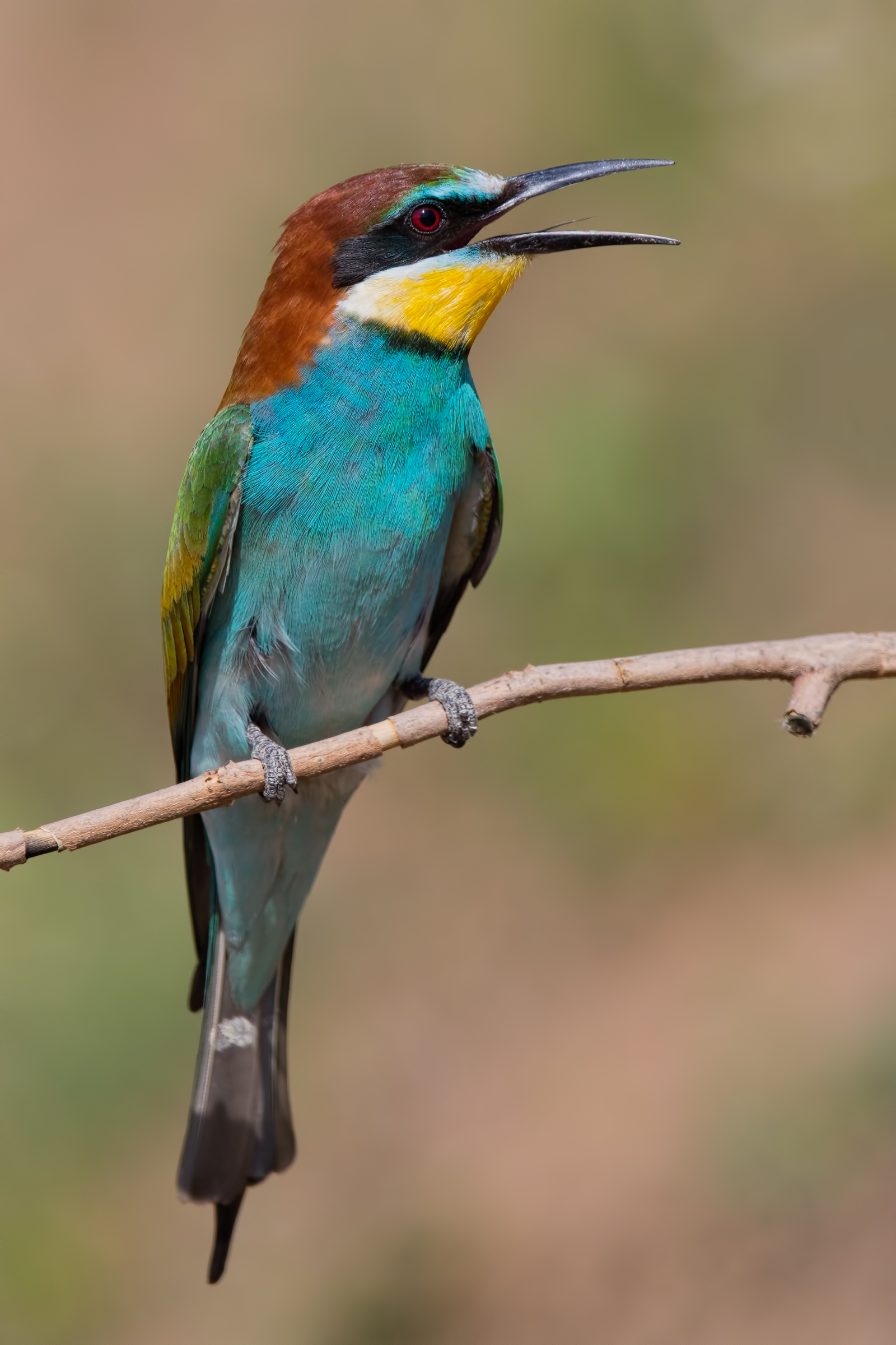 Common beetle (Merops apiaster)