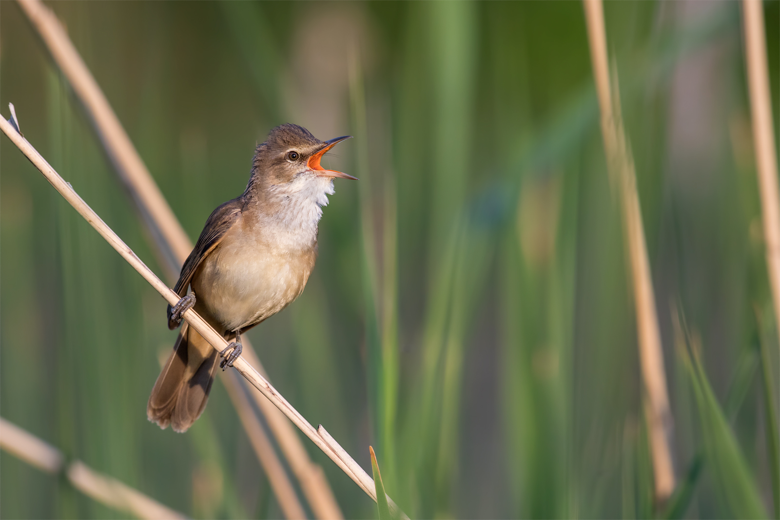 Great reed warbler