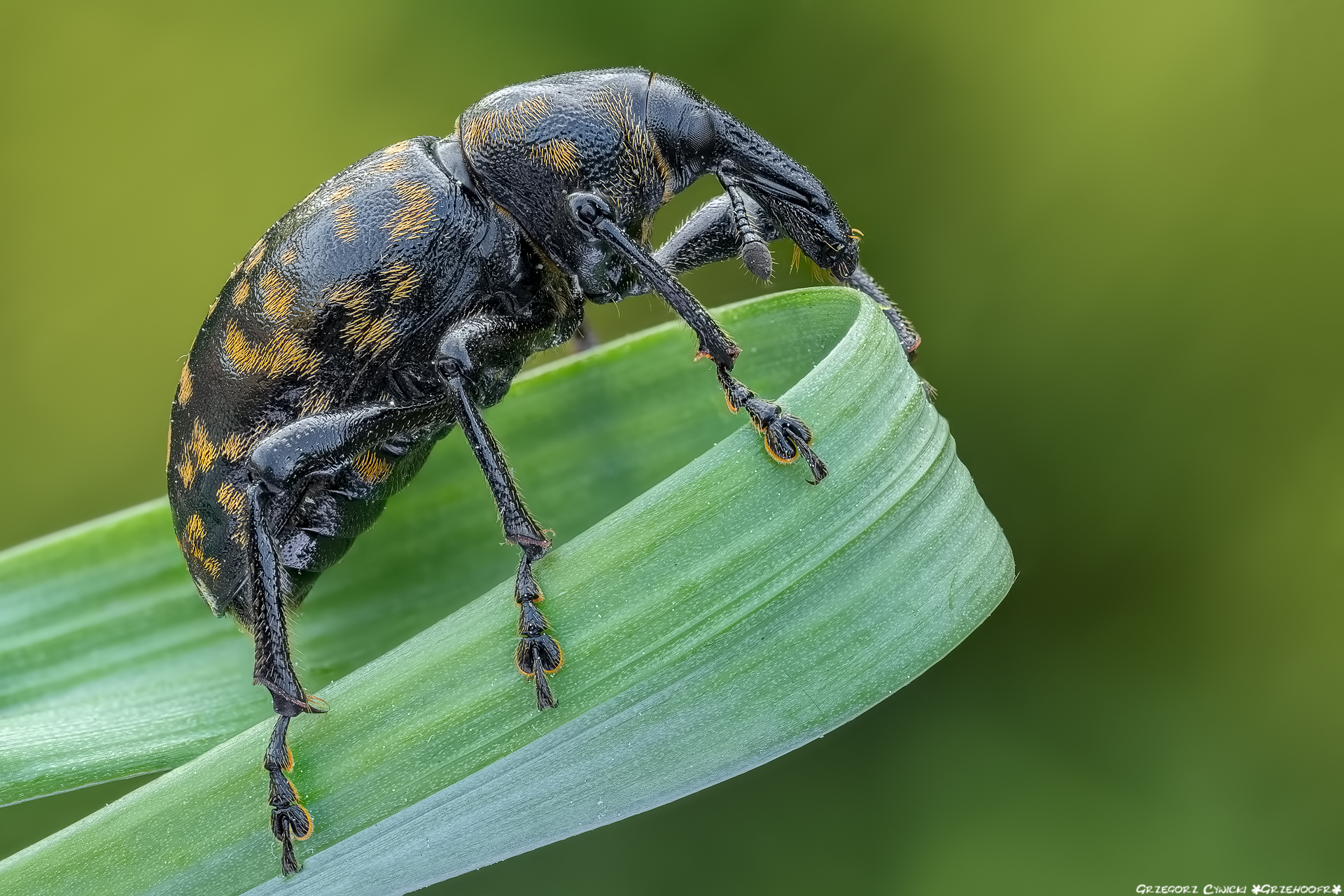 Liparus glabrirostris