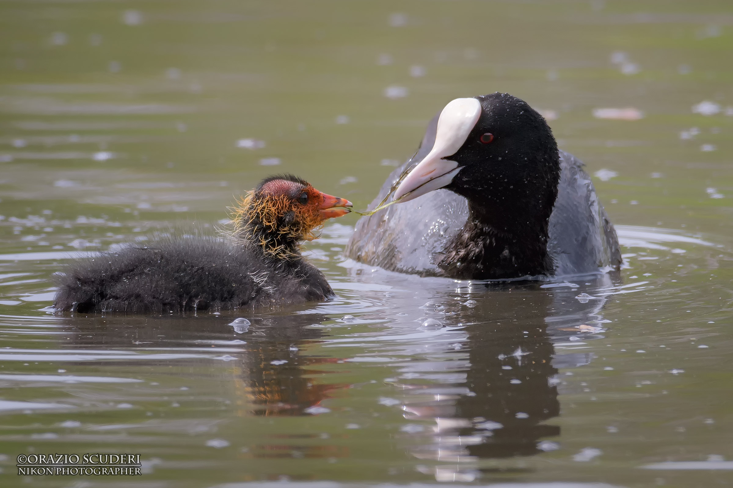 Fulica atra