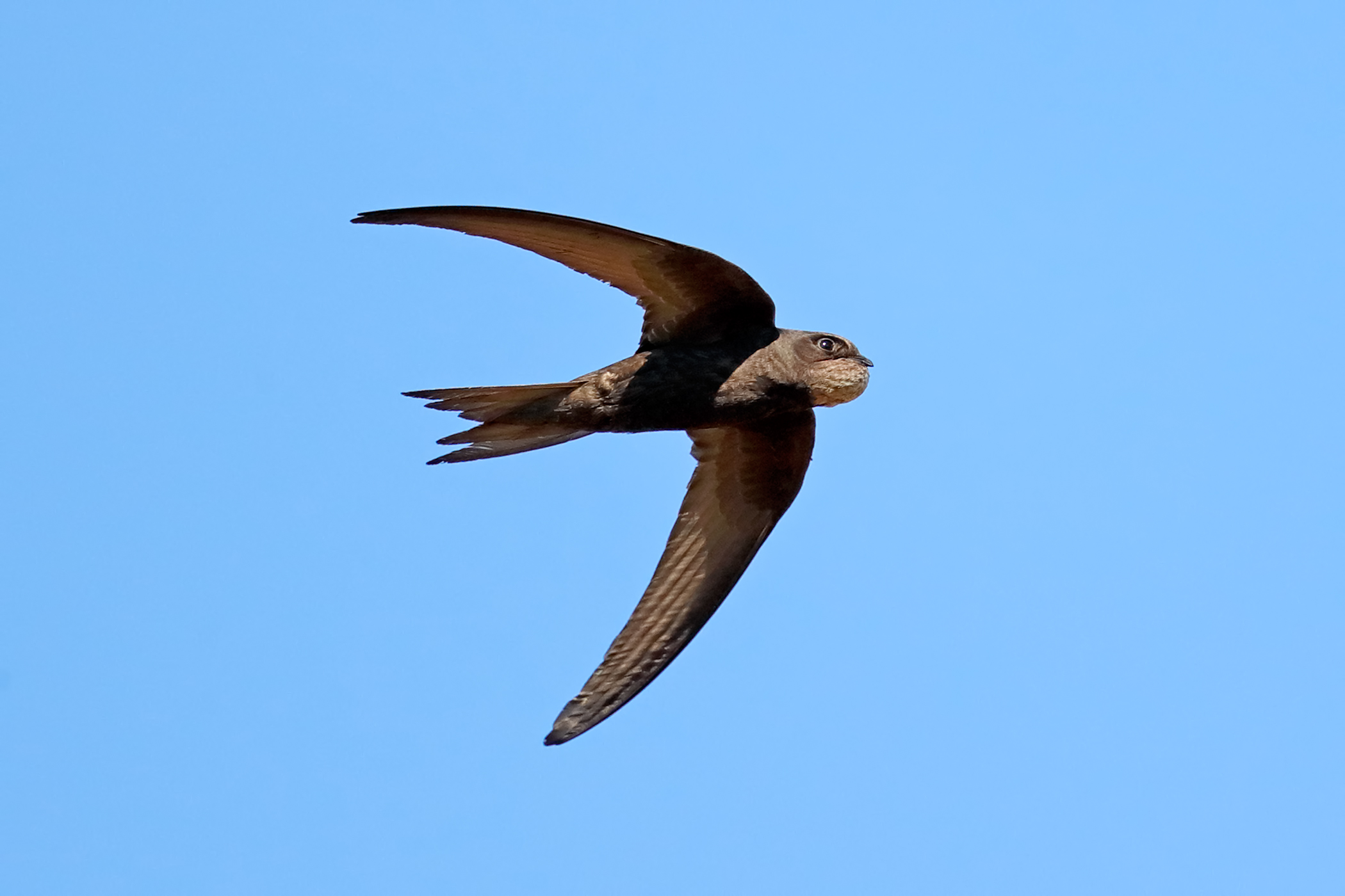 A swallow came back to the nest