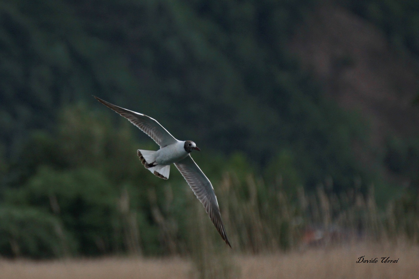 Gull flying