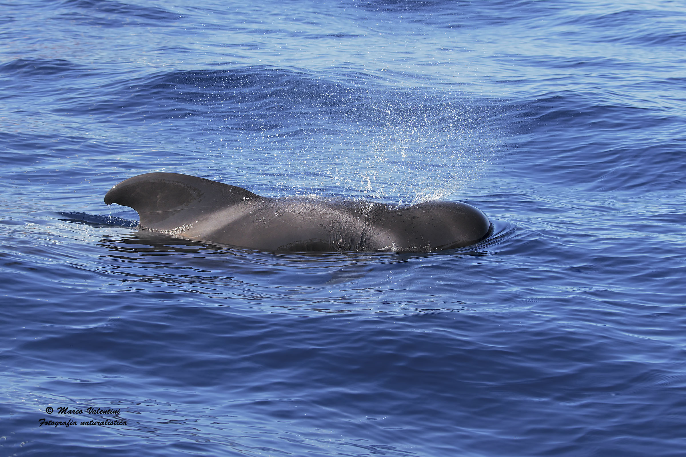 Pilot whale