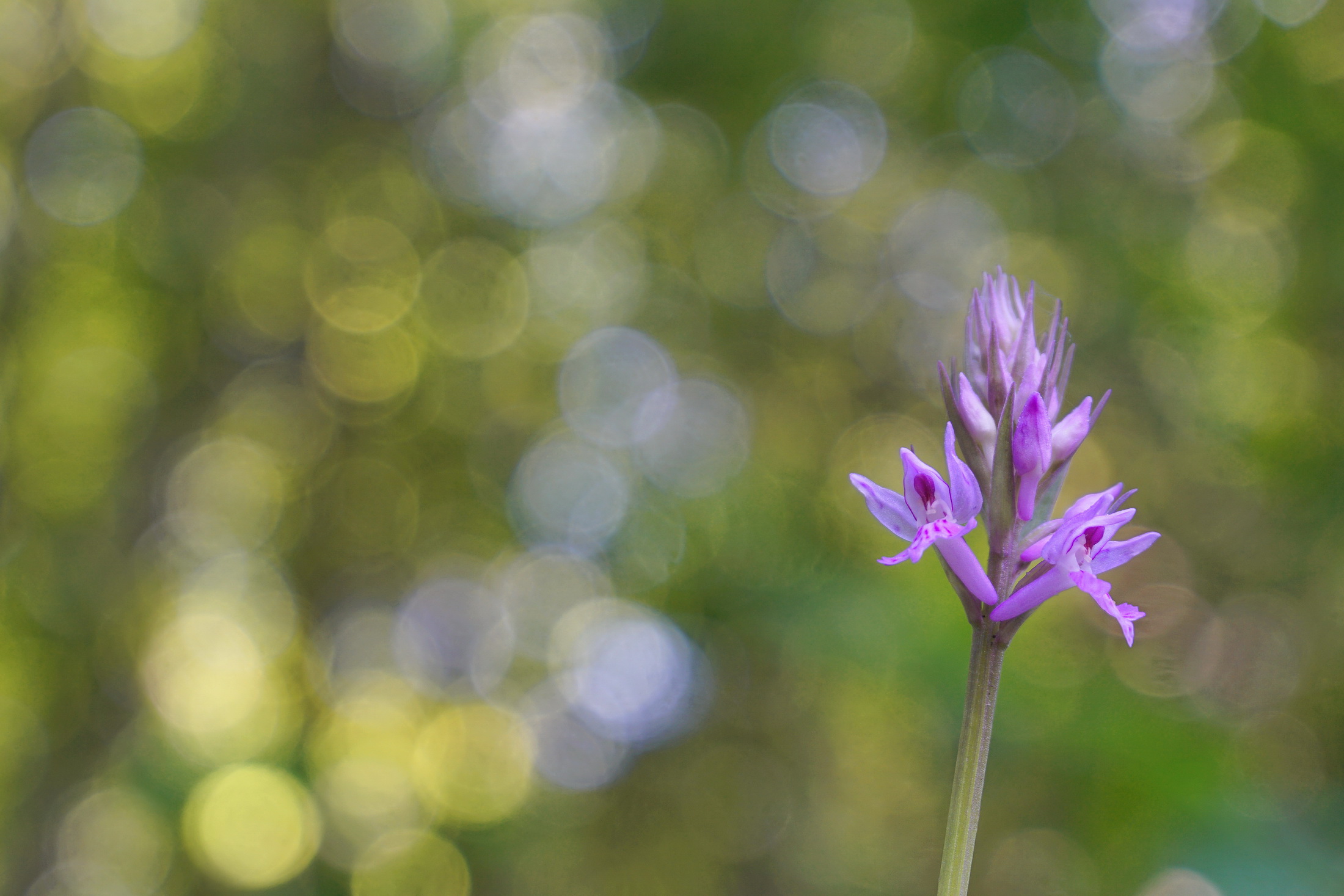 Dactylorhiza maculata