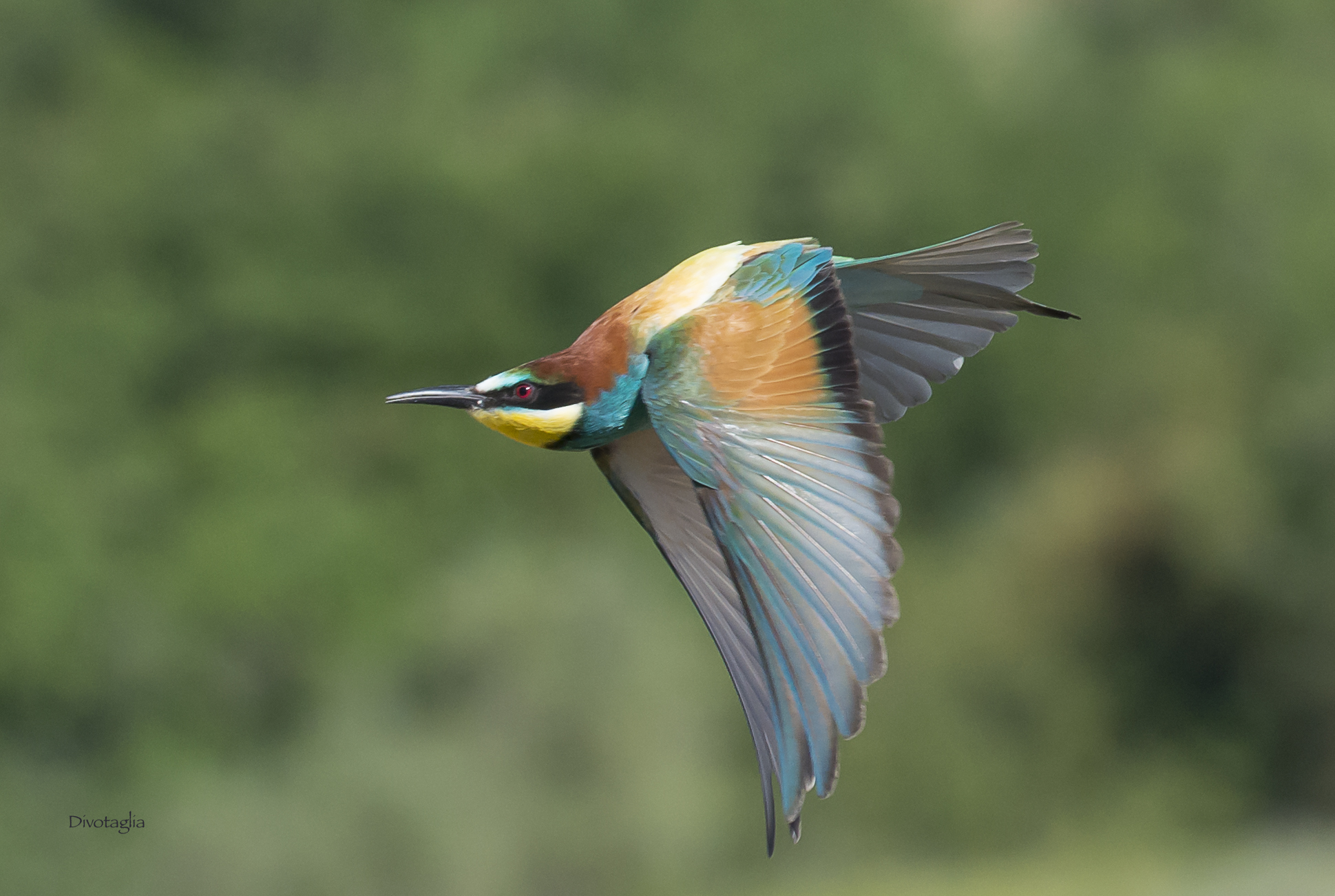 Bee eater