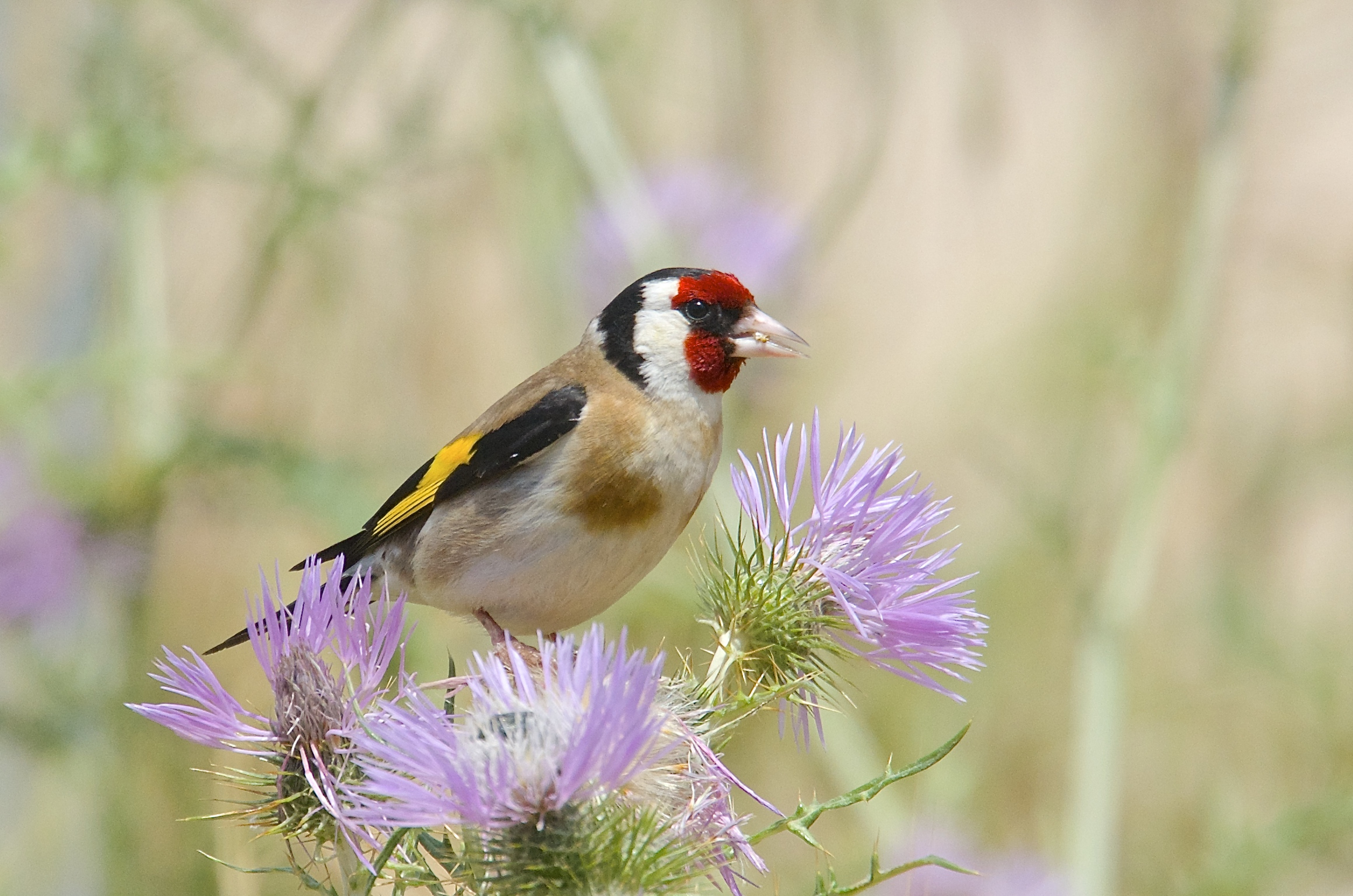 Goldfinch