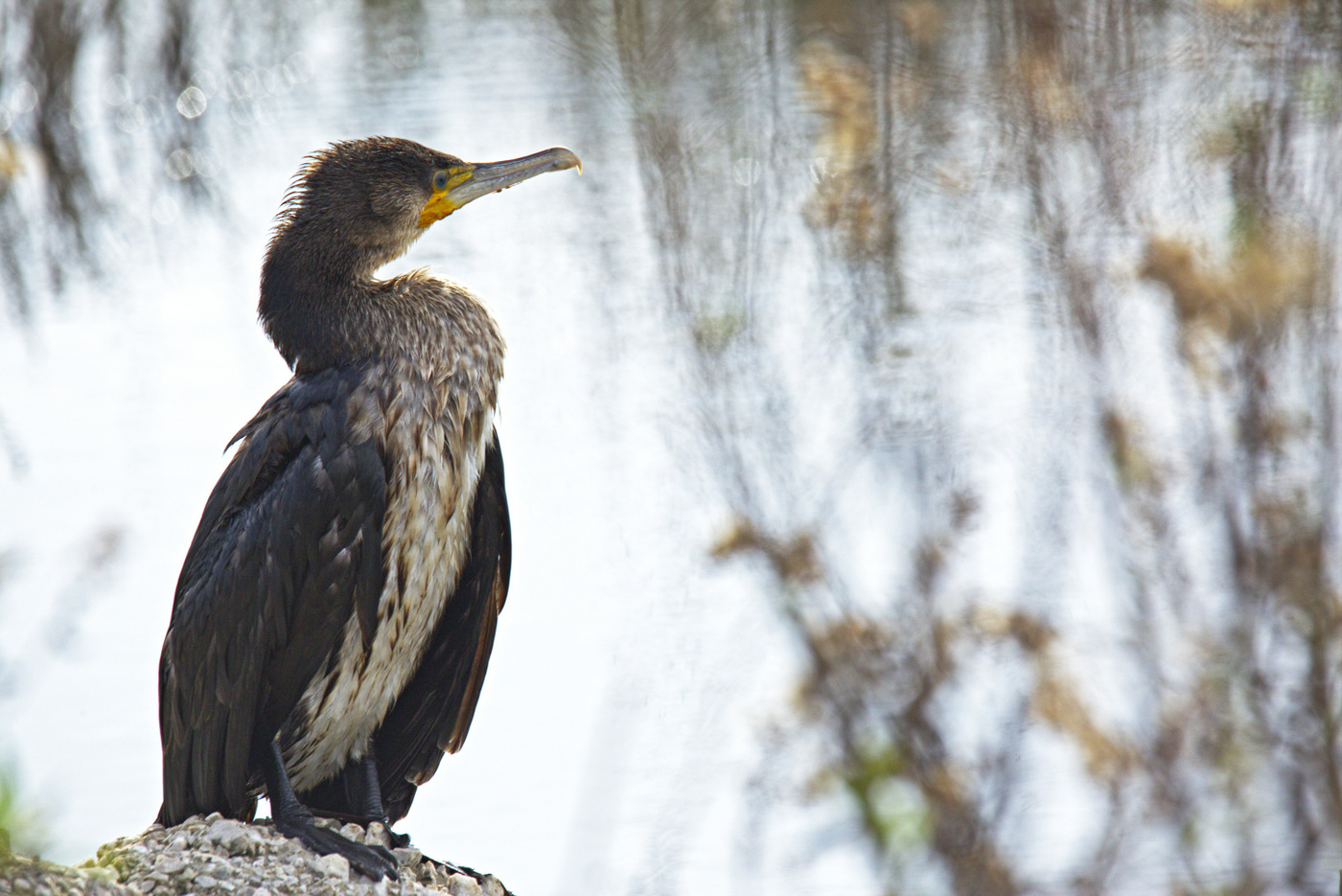 Phalacrocorax carbo Linnaeus, 1758 - Cormorano comune