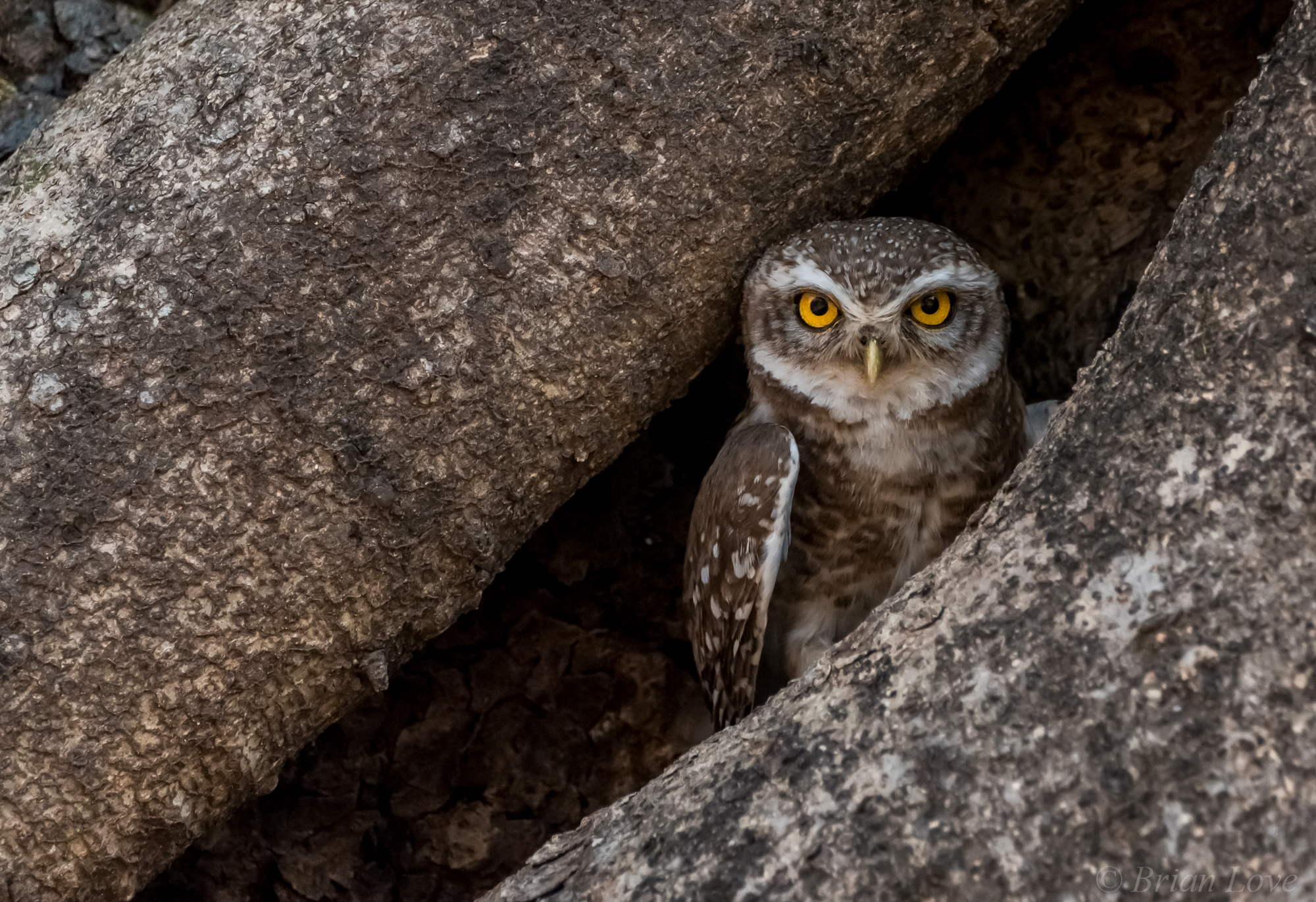 Spotted owlet (Athene brama)