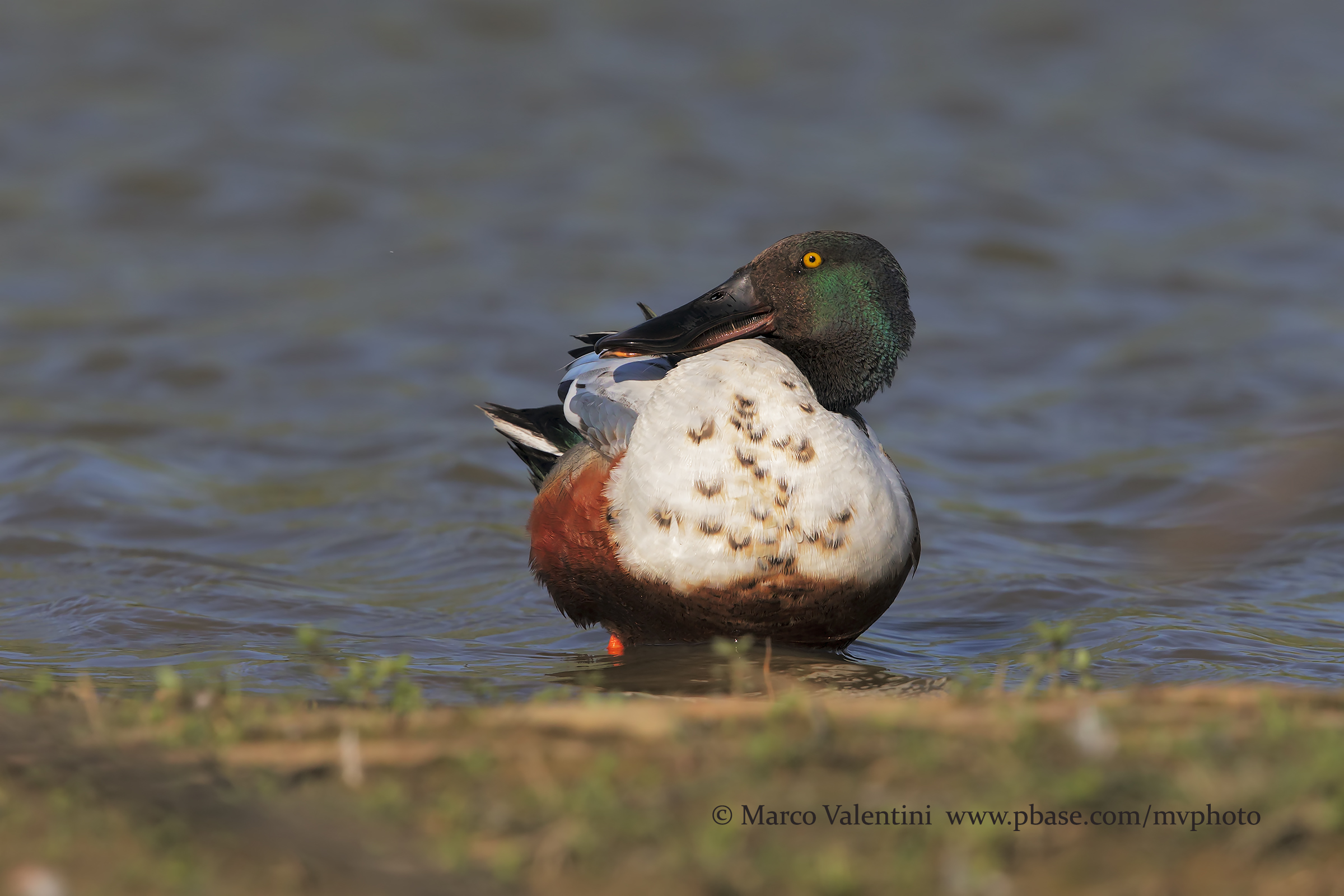 Shoveler