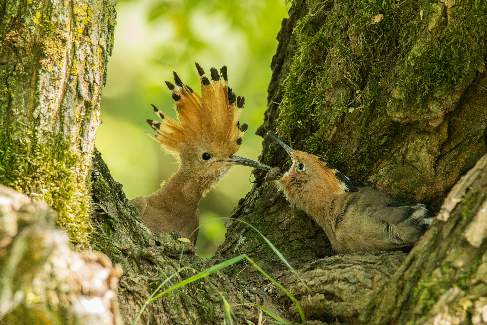 l'imbeccata dell'upupa