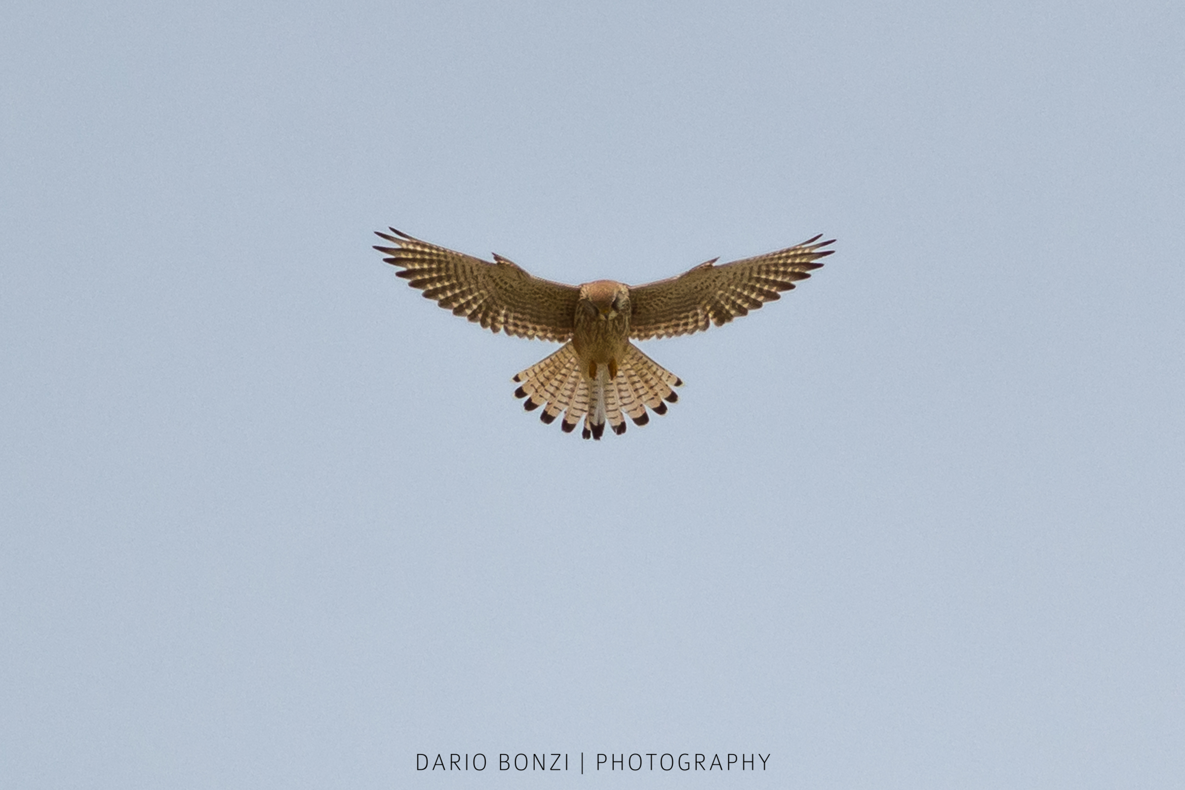 Kestrel