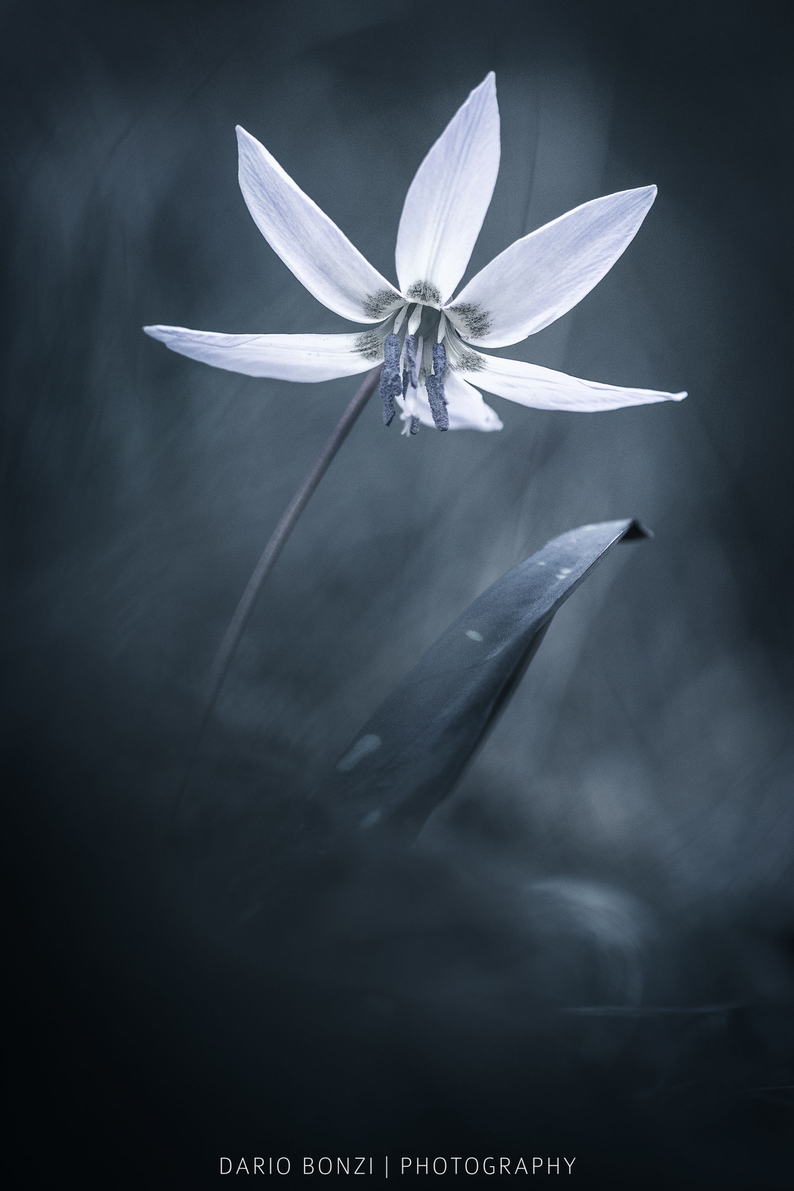 Erythronium dens-canis