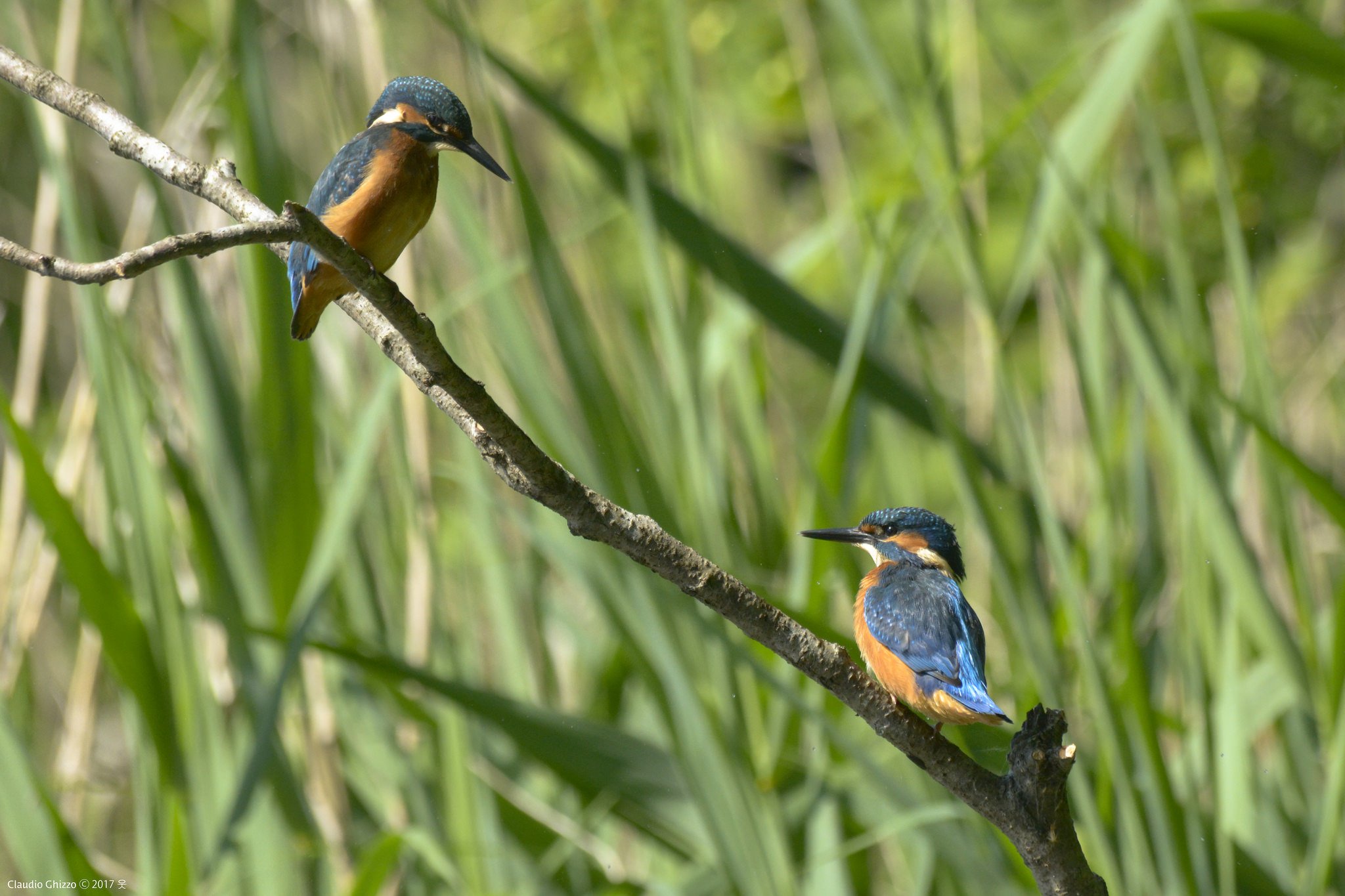 Pair of Martin Fisherman