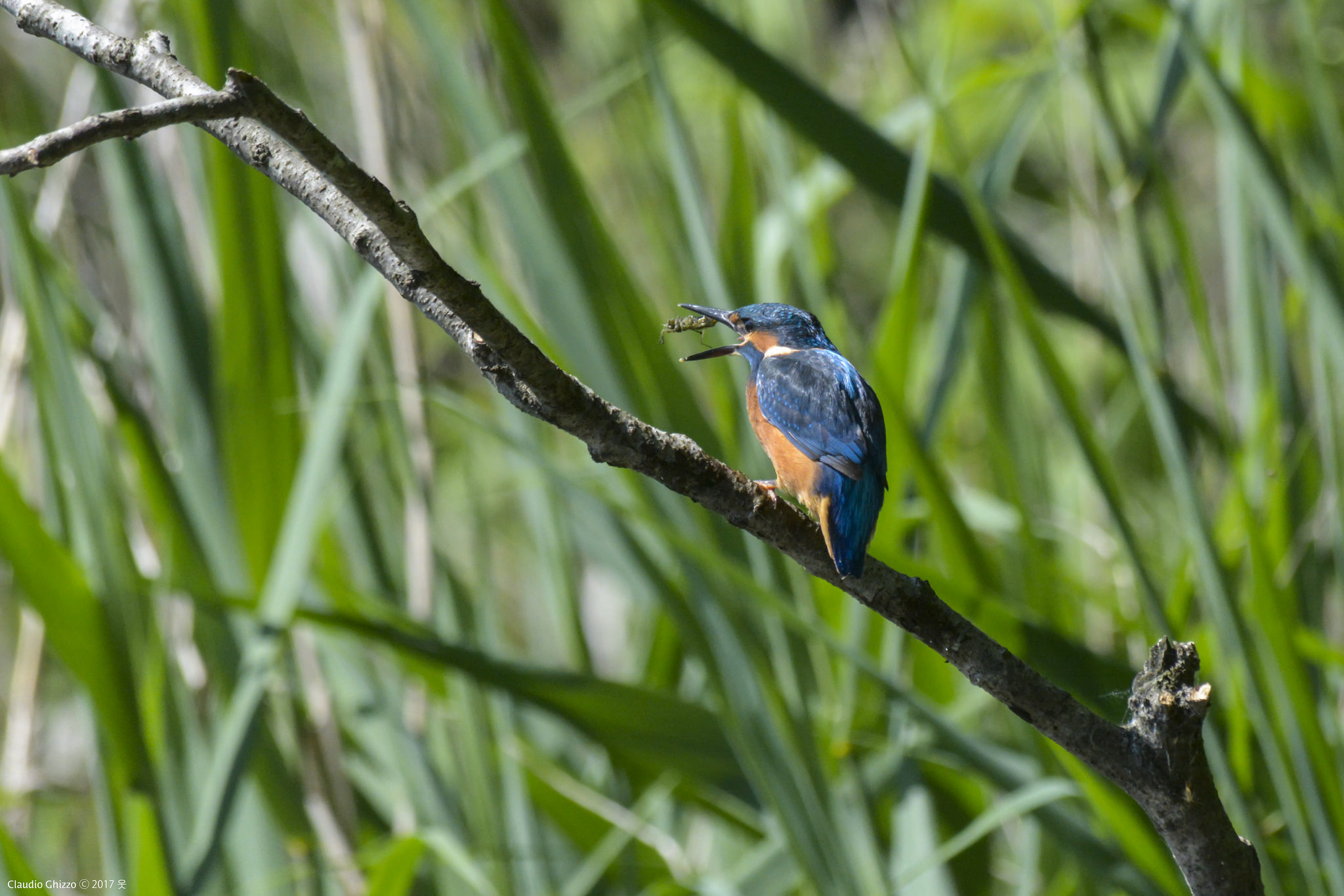 Cricket Jump (in the beak)