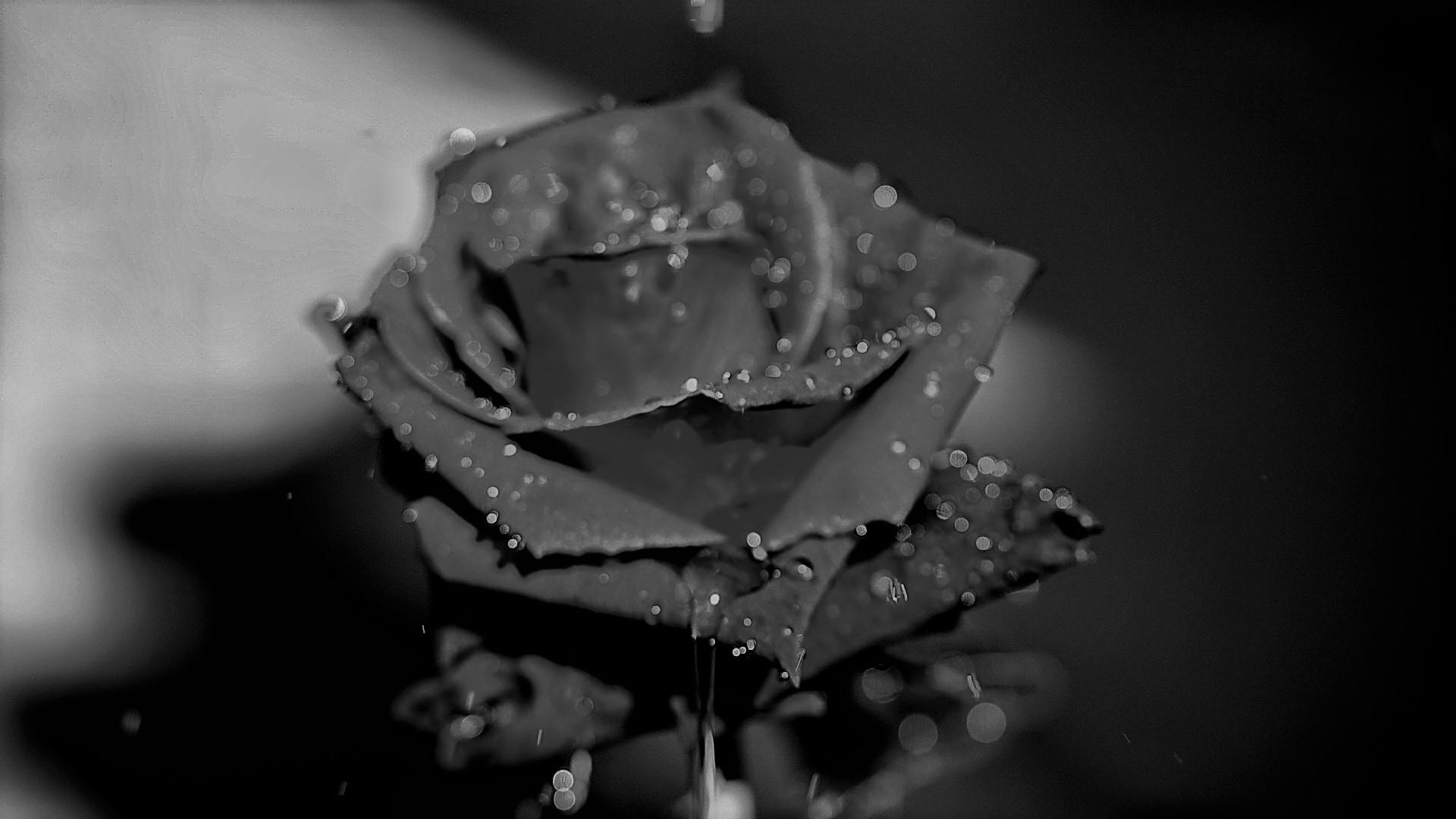 Black white rose
