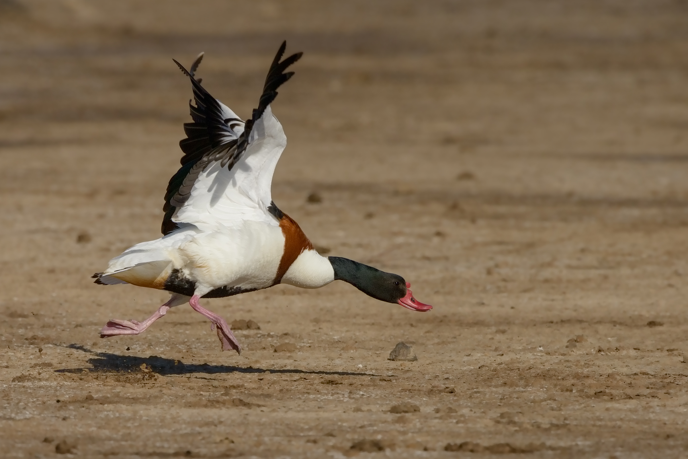 carica...maschio di volpoca in disputa territoriale