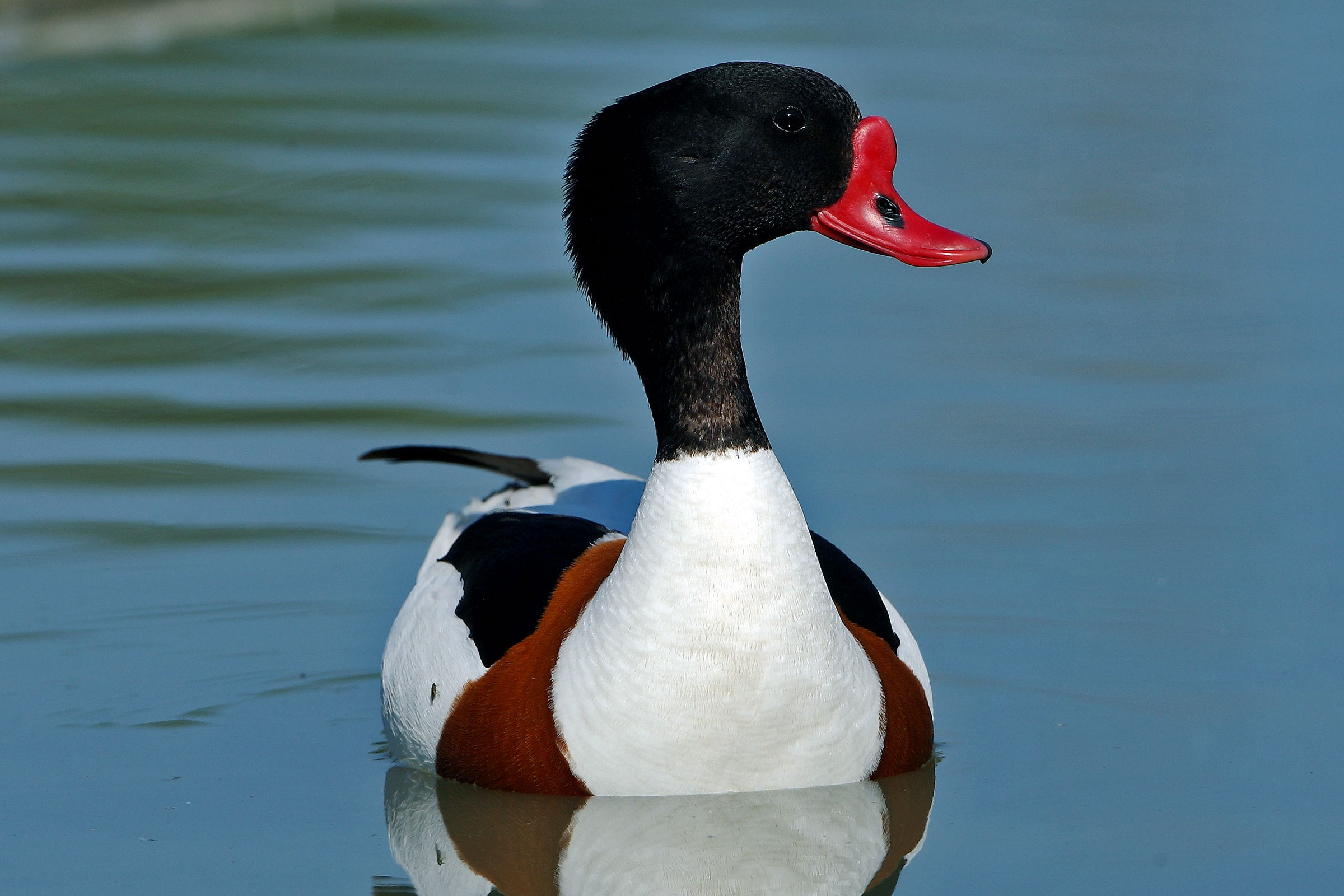 Ritratto di Volpoca.