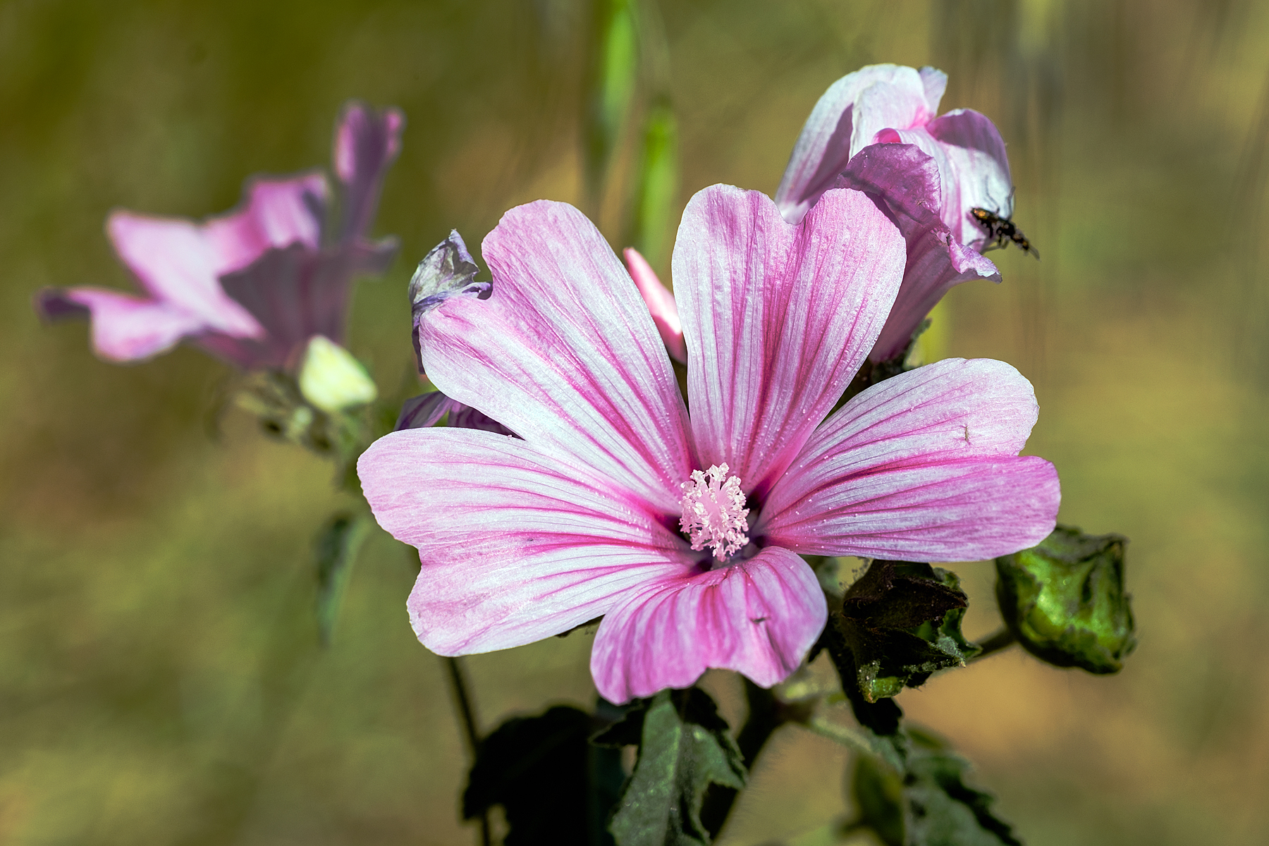Flower field.