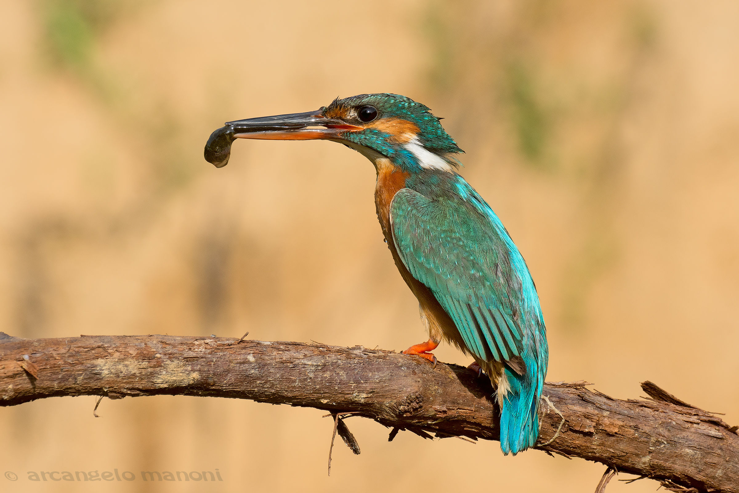 The effort to keep the family