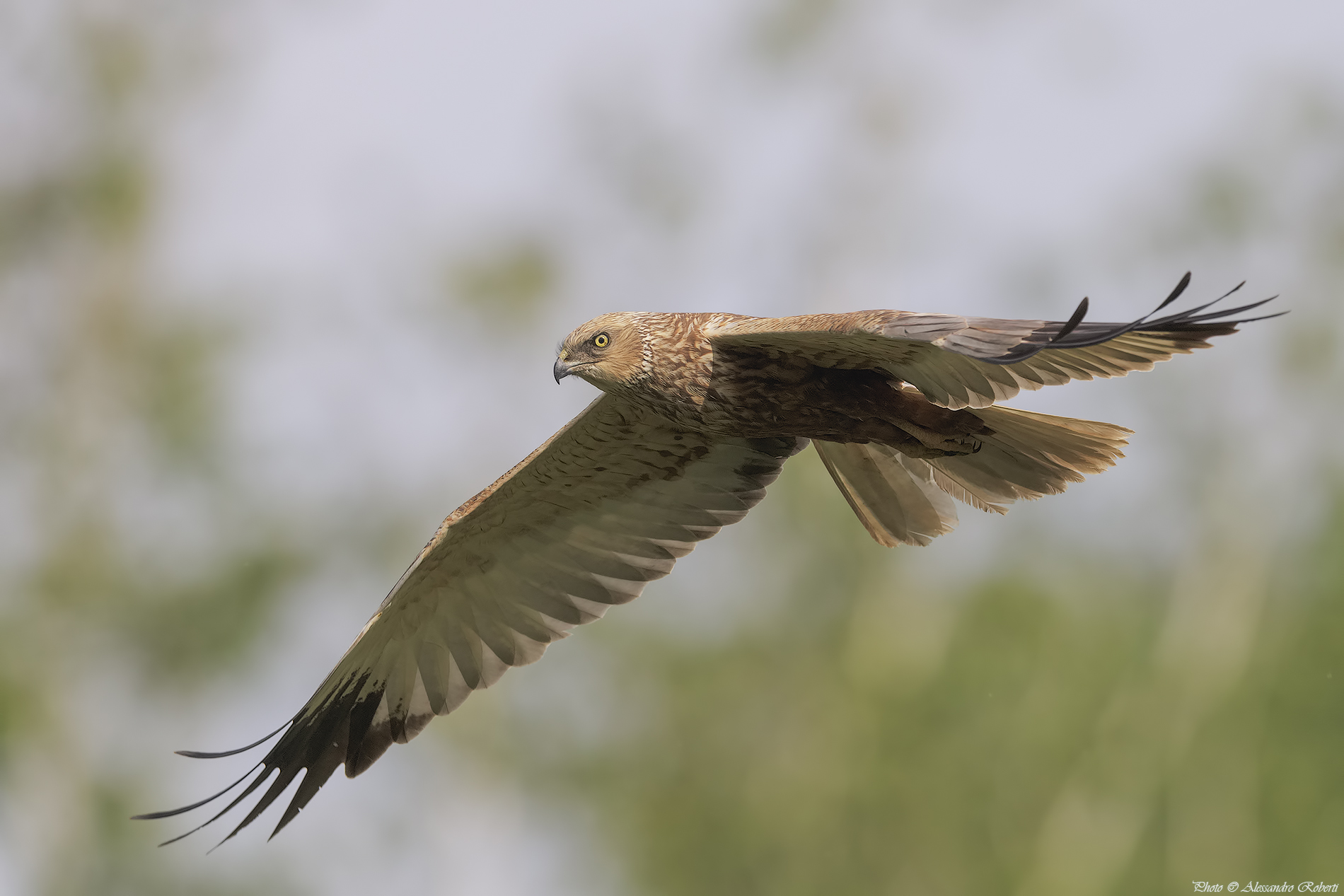 Falco di Palude ( Circus aeruginosus )
