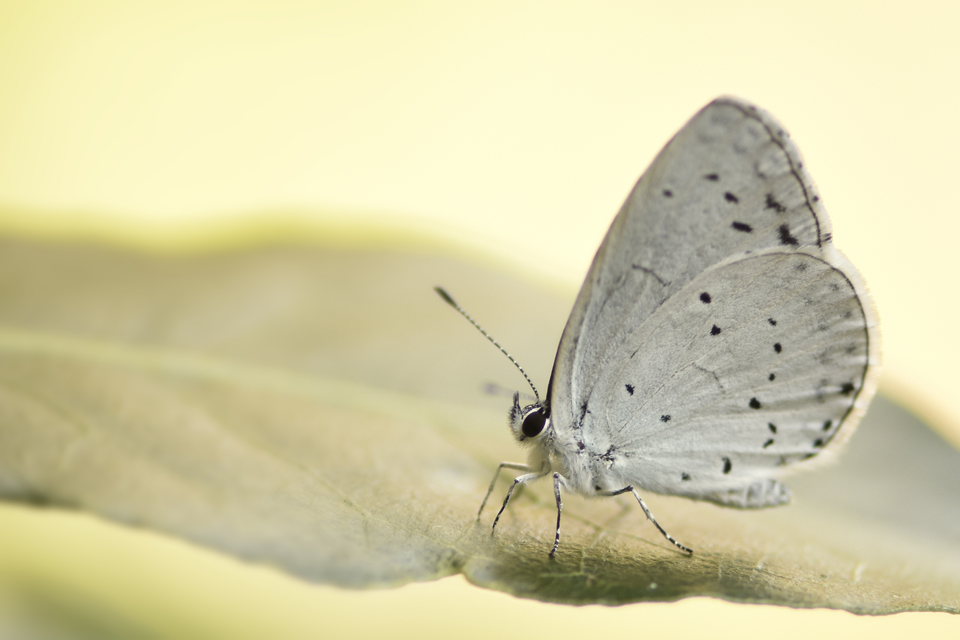 Glaucopsyche melanops