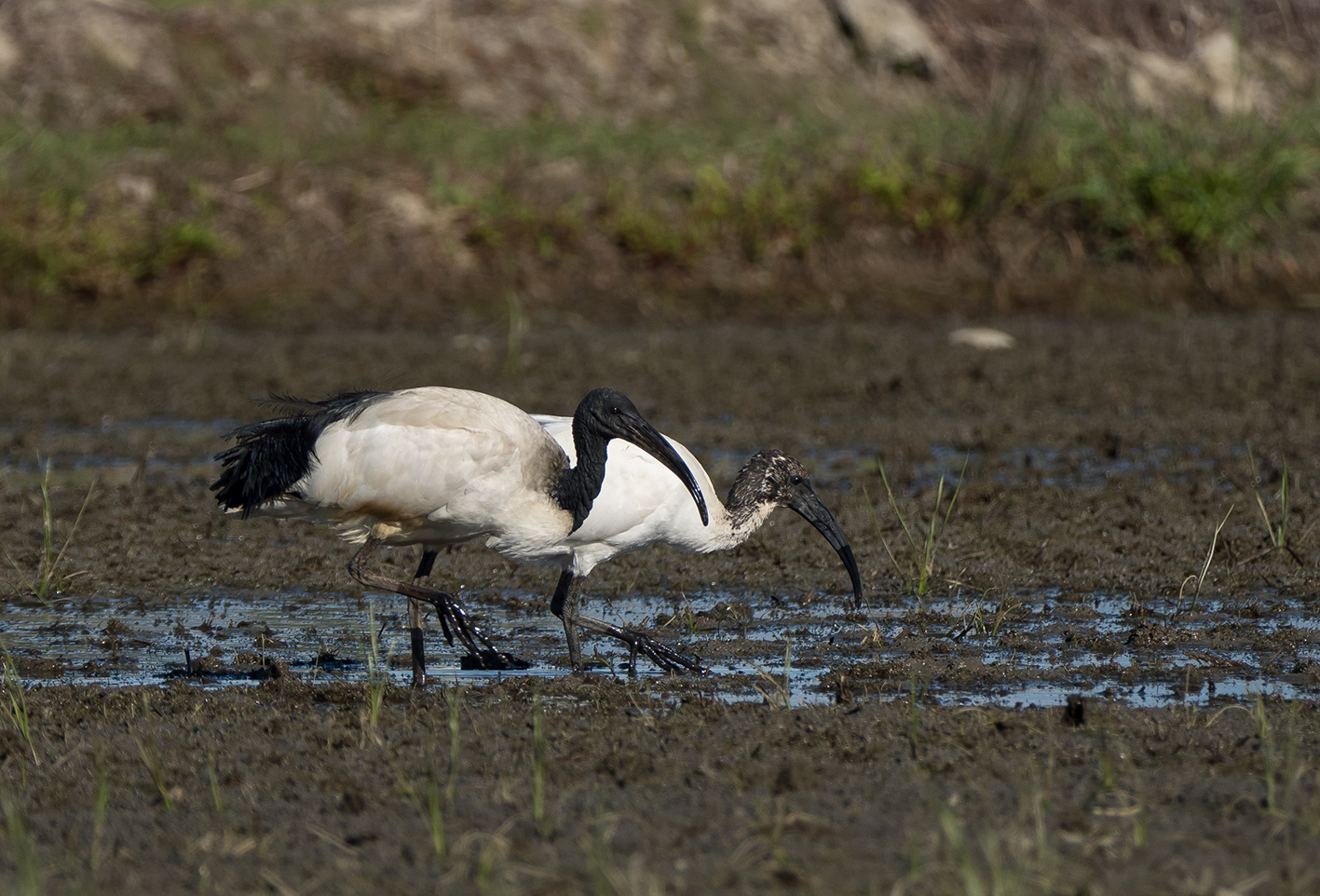Ibis in risaia.