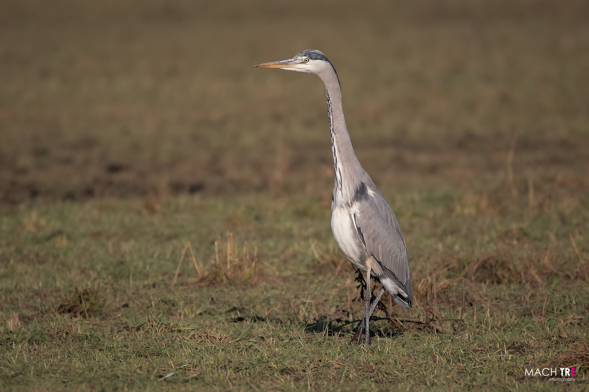 Airone cenerino (Ardea cinerea)