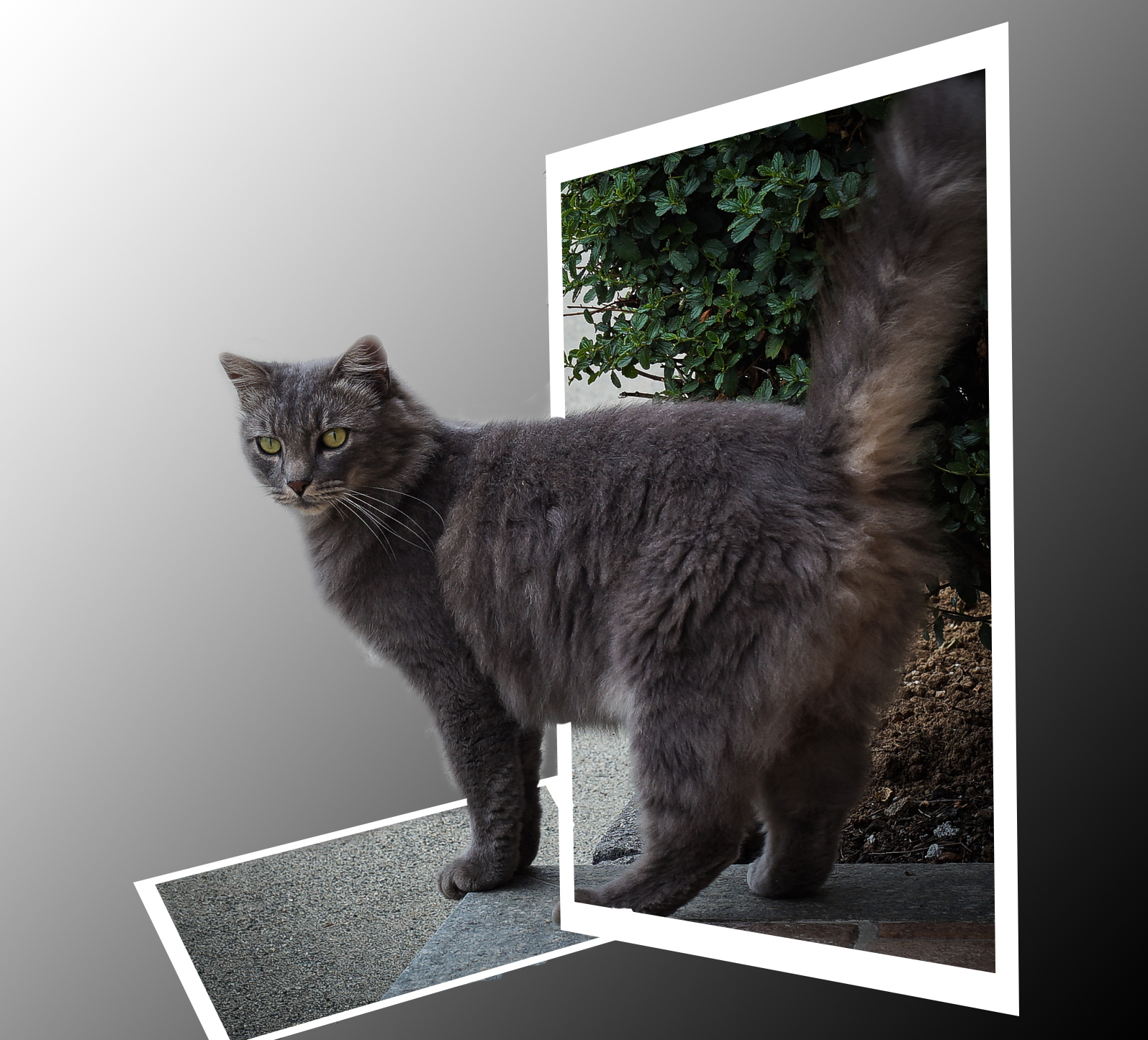 Oscar in out of bound