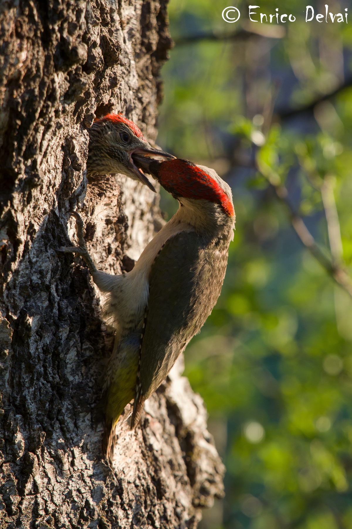 The catch of the green woodpecker.