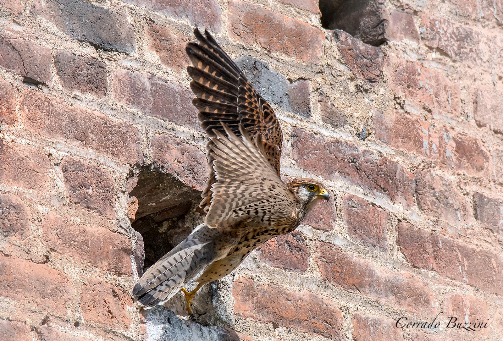 The knockout of Kestrel