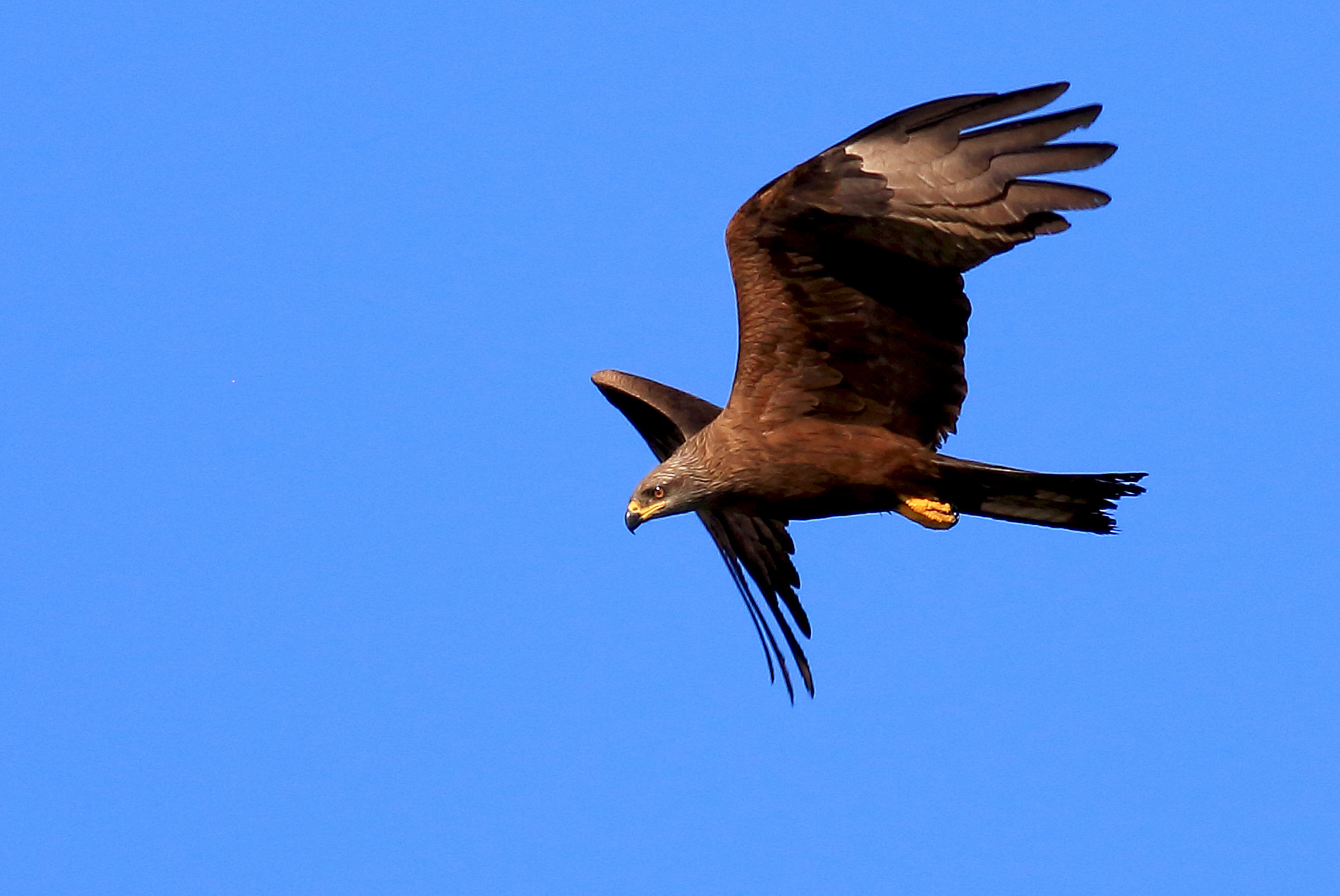Brown kite