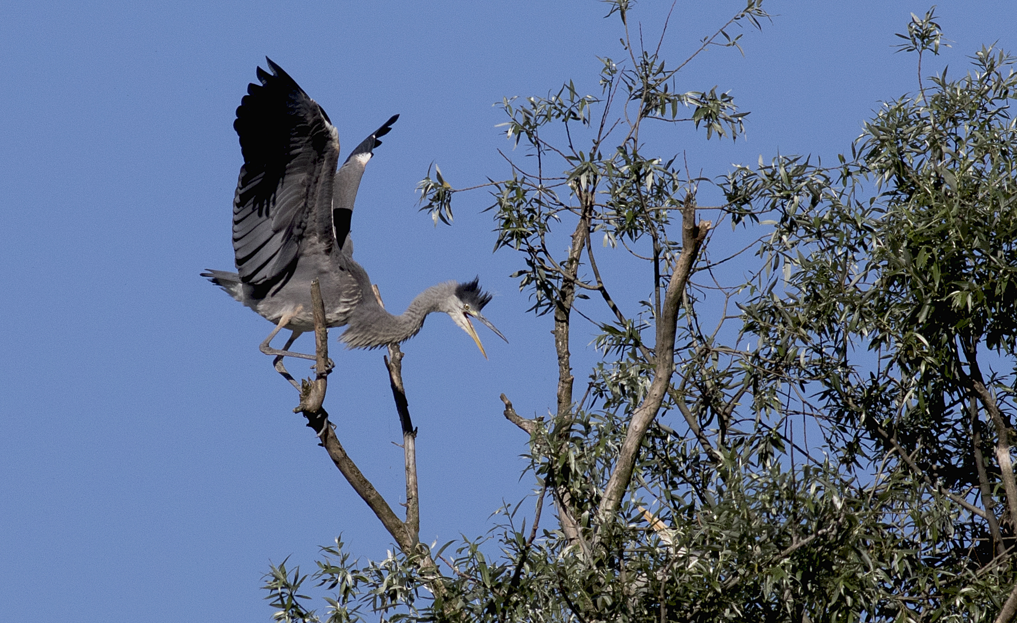 Angry caterpillar heron.