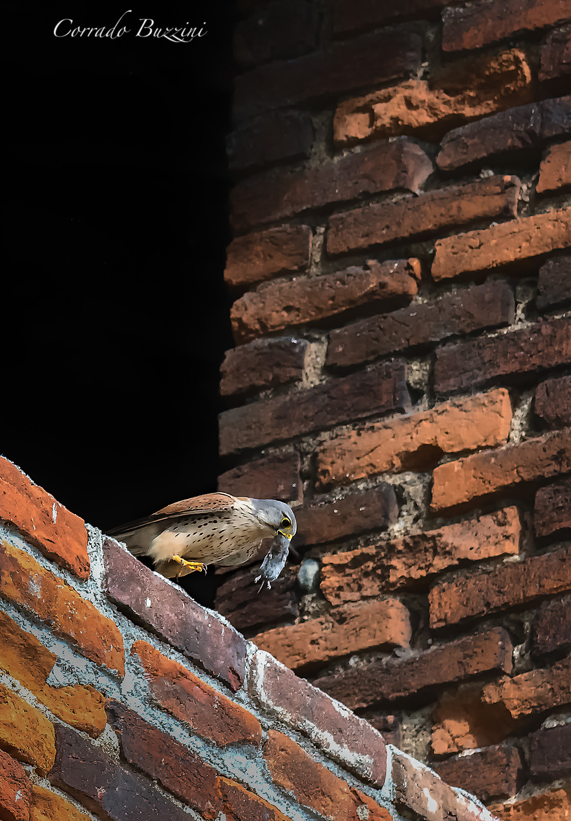Kestrel with mousetrap