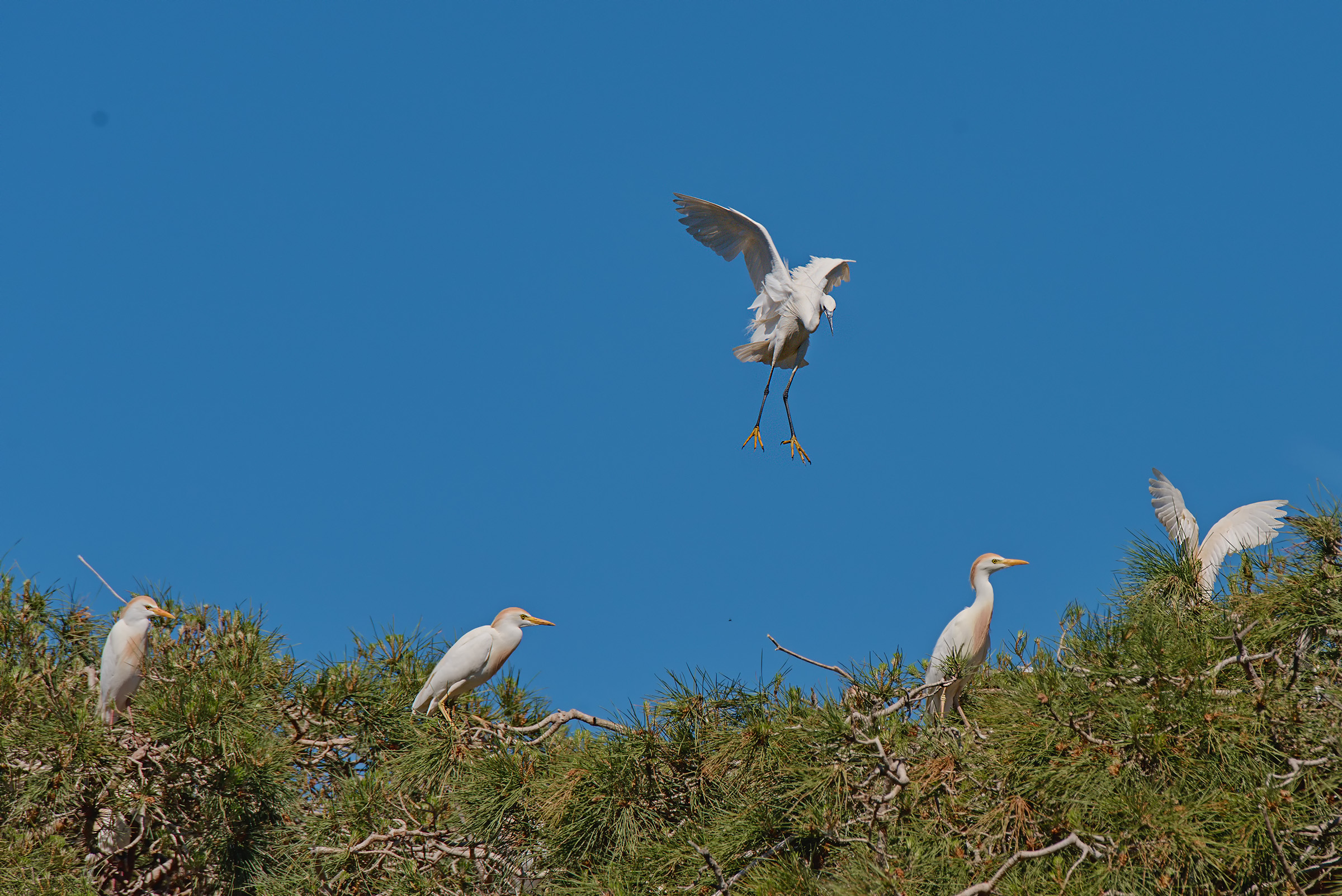 La Garzetta and the Guardabuoi