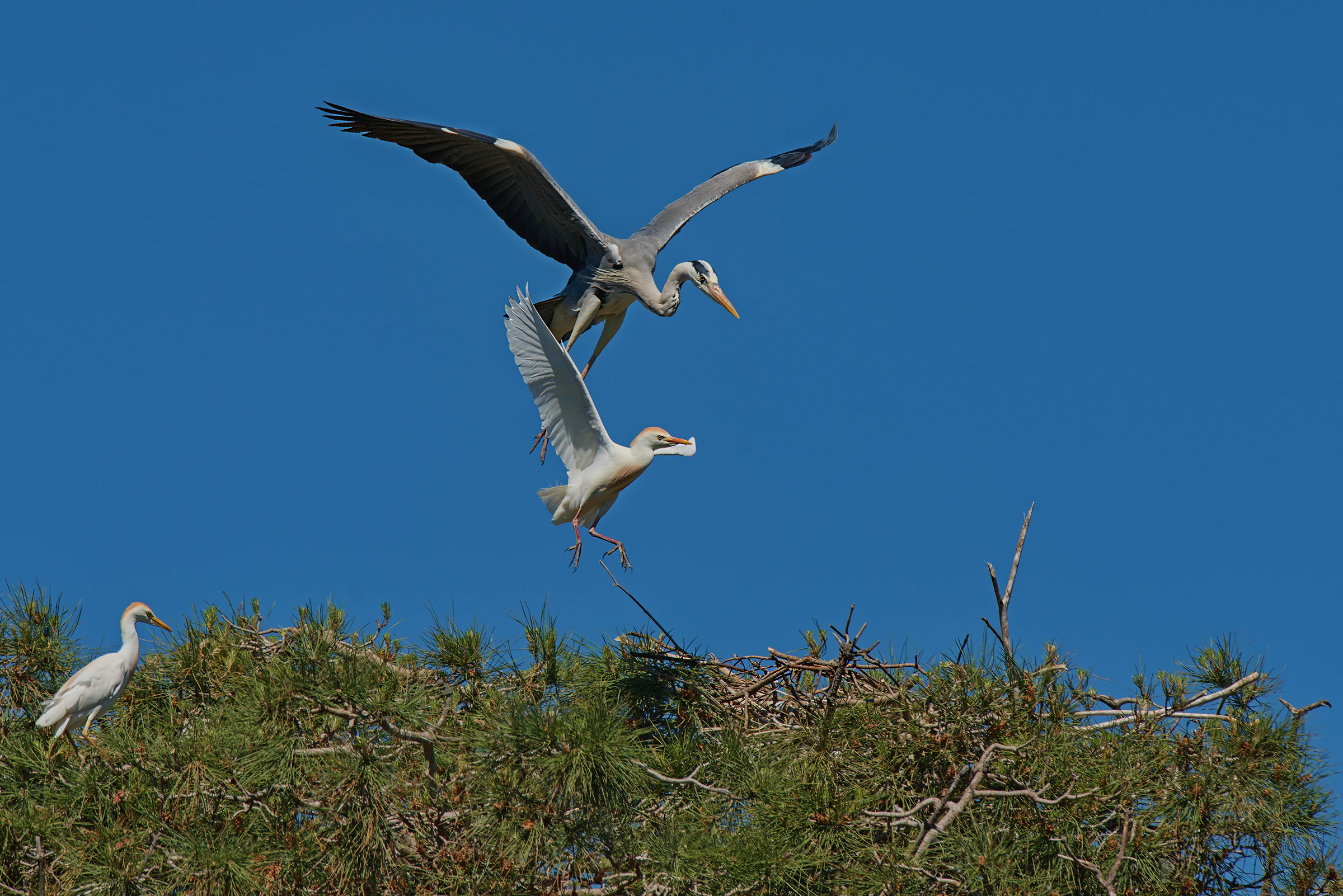 Ardea Cinerea and the Bubulcus Ibis