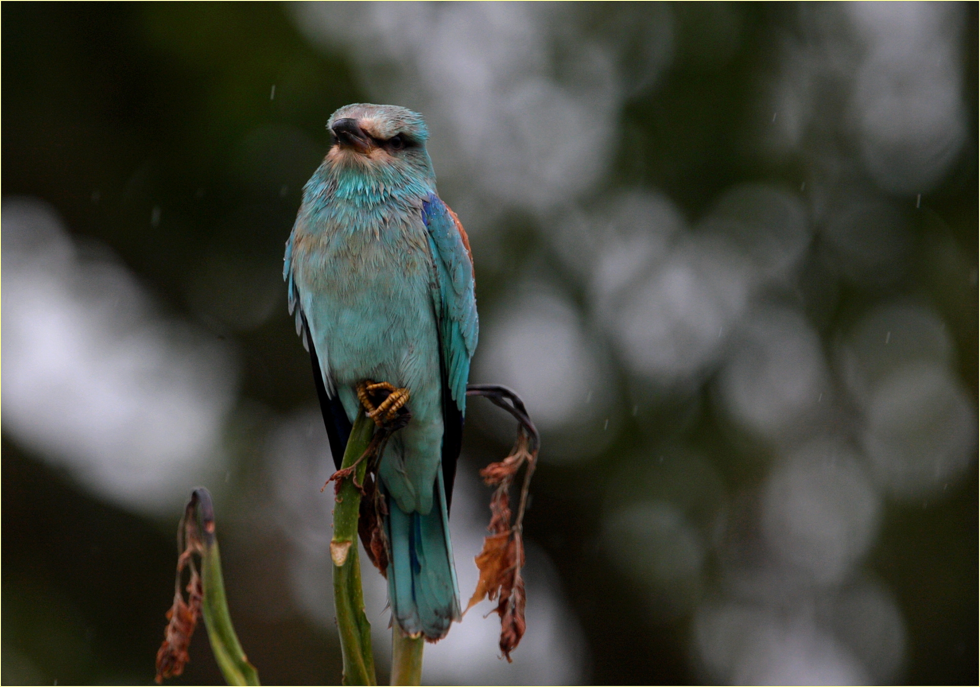 '' Marine ghiandaia ''