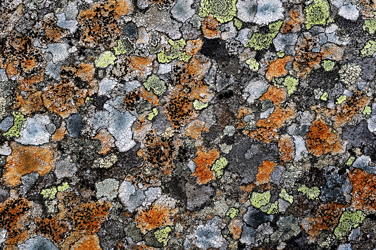 Licheni - Quando la Natura è Arte