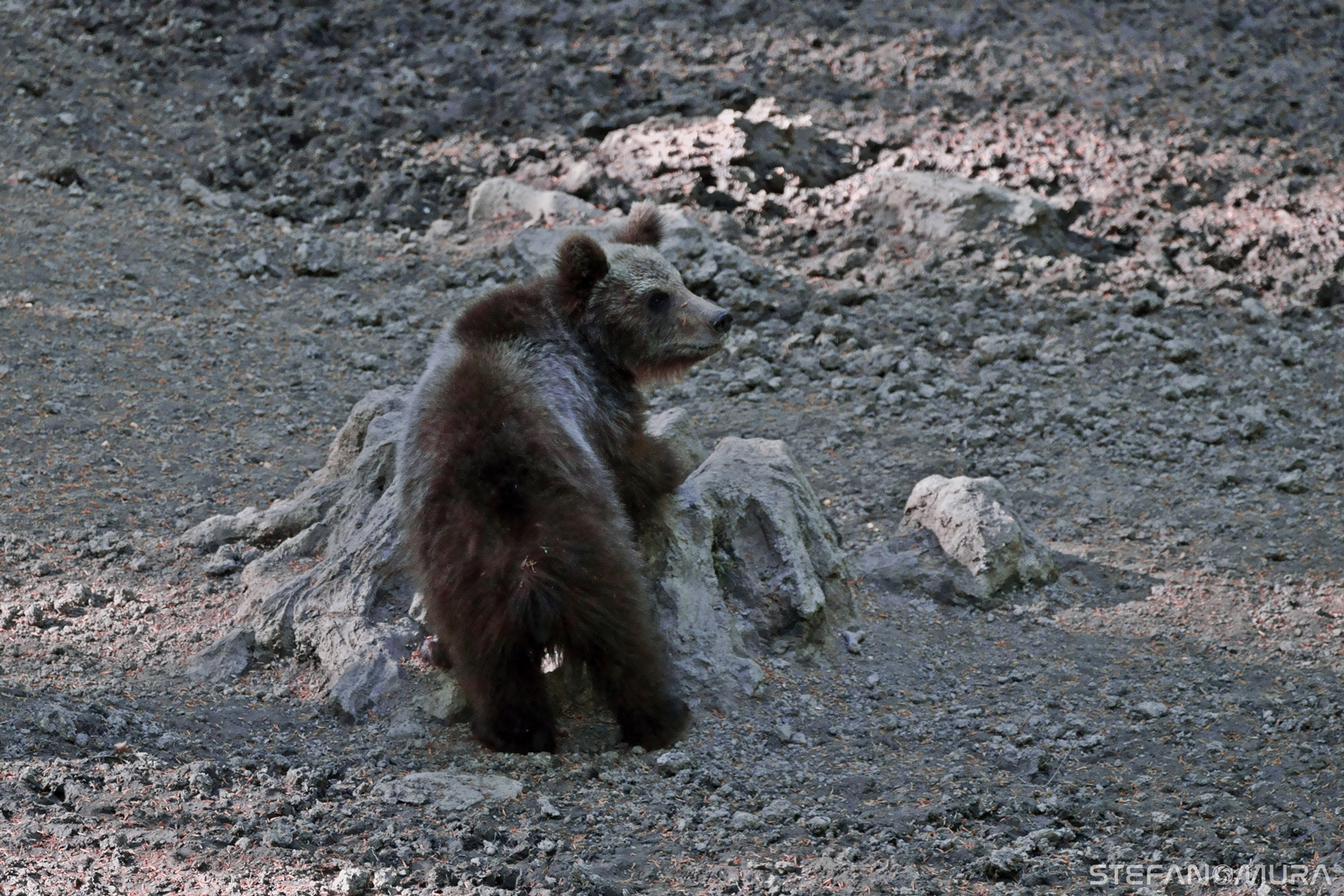 Temerary or inexperienced