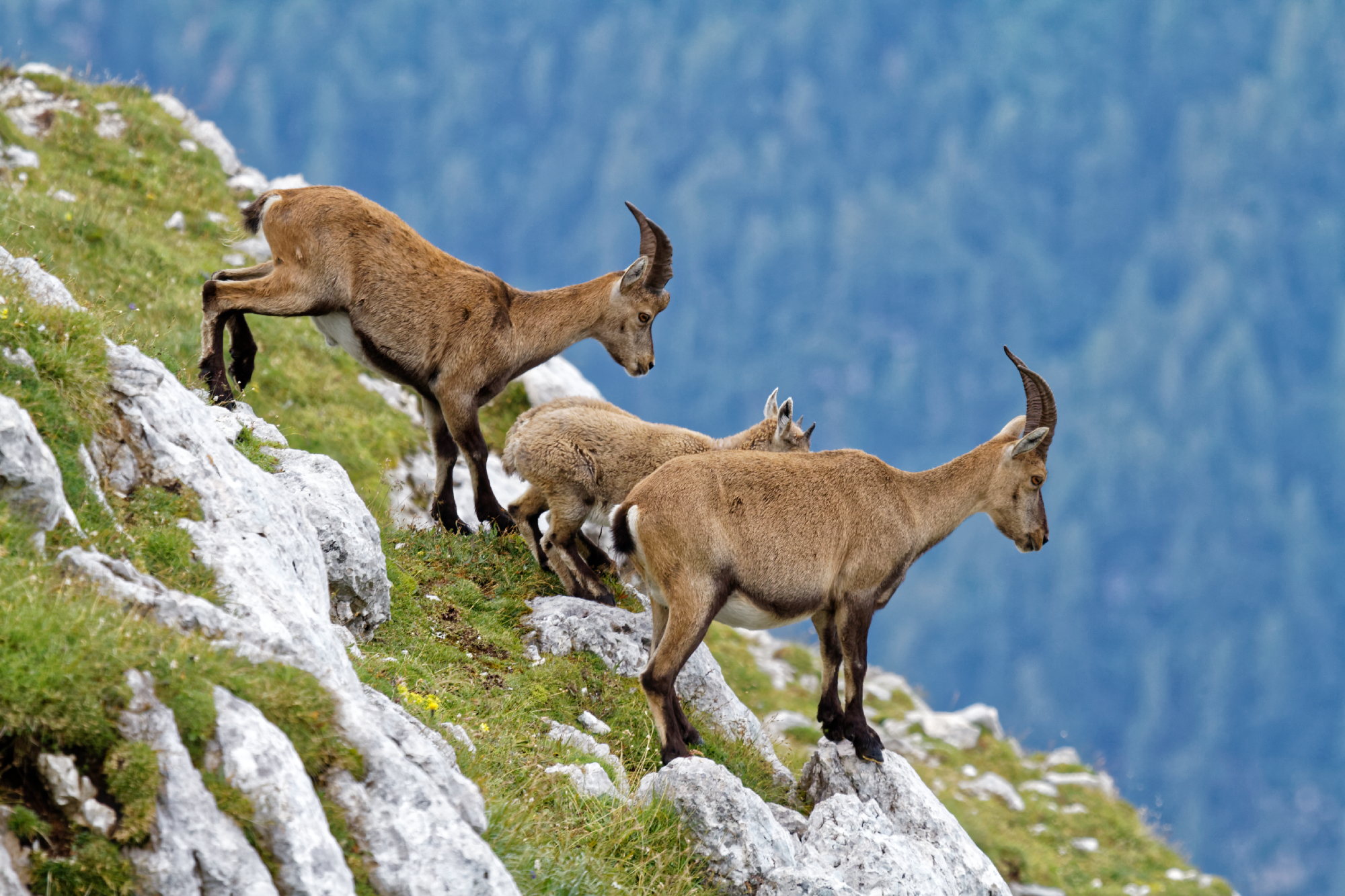 IBEX