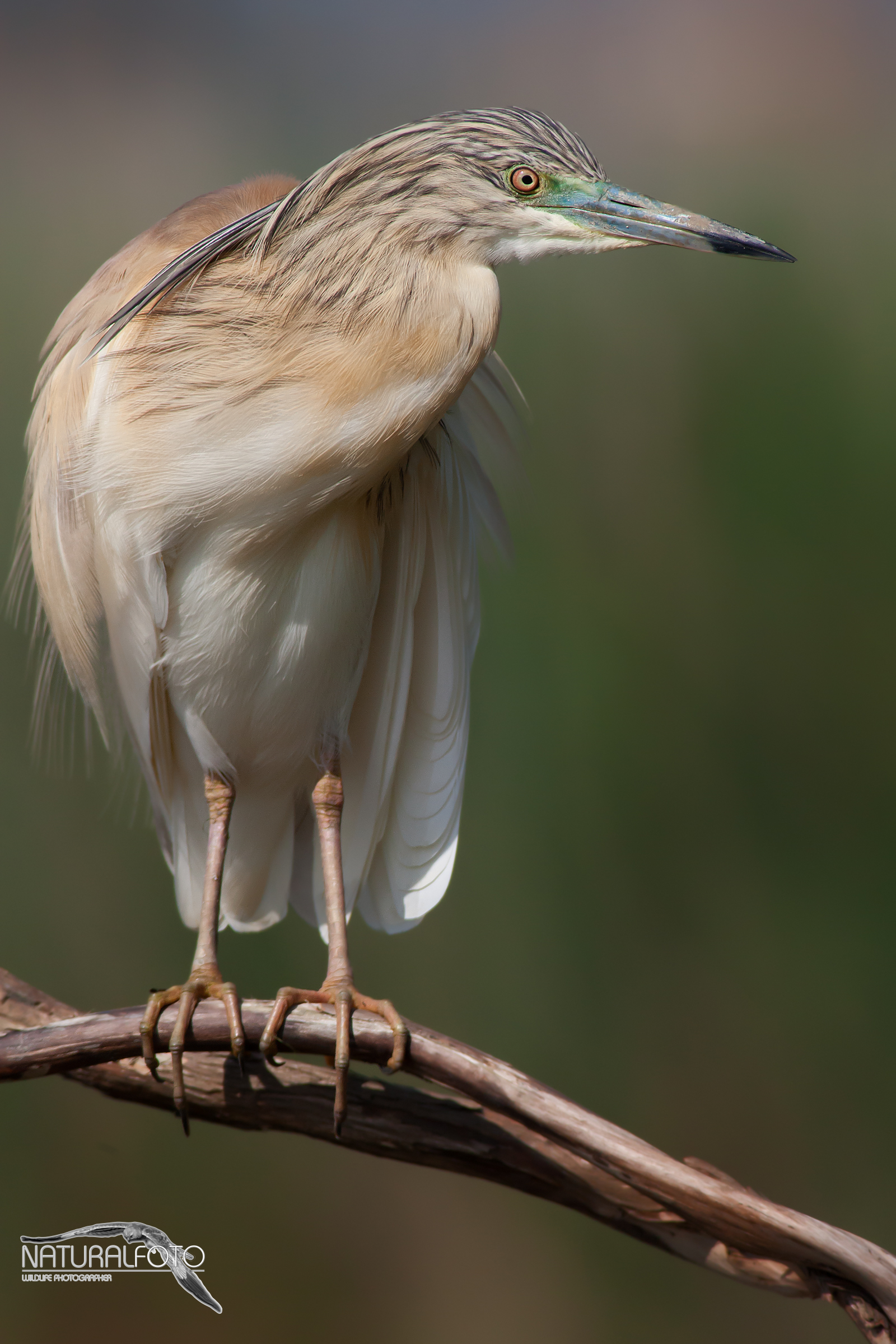 Sgarza tuff, tailgate