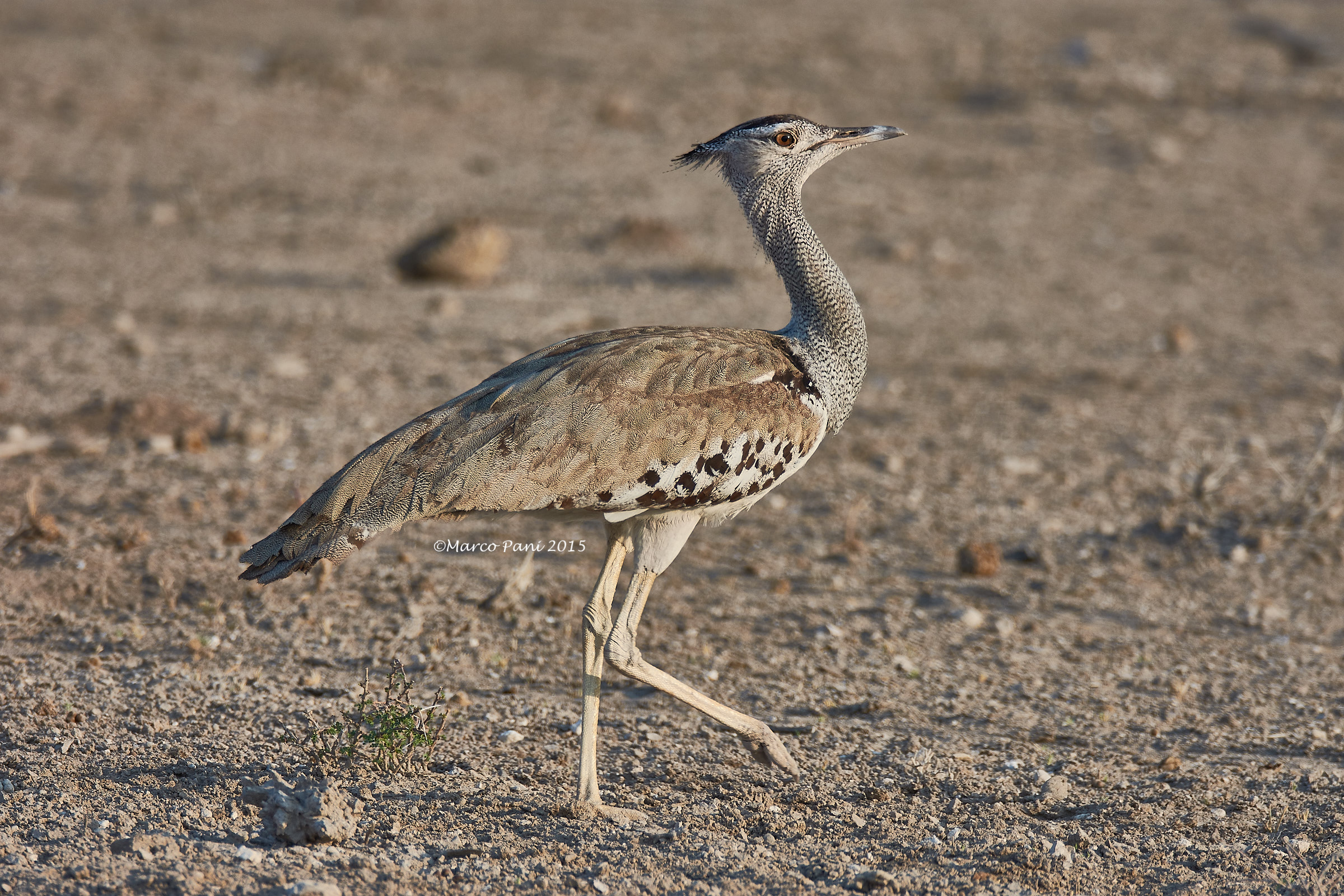 Basket Bustard (Ardeotis basket)