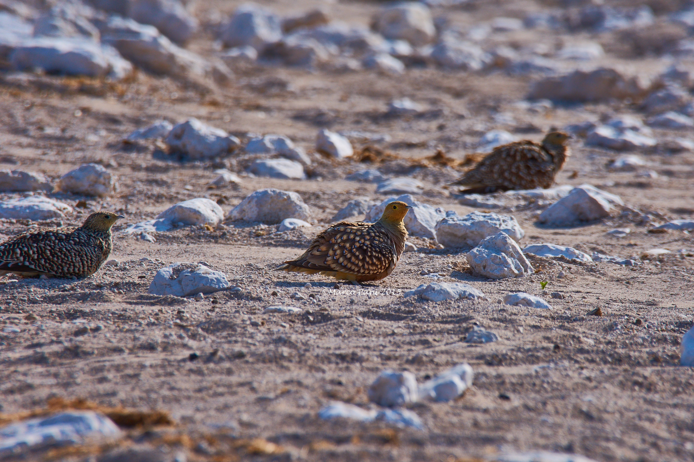 Namaqua Sandgrouse (Pterocles namaqua)