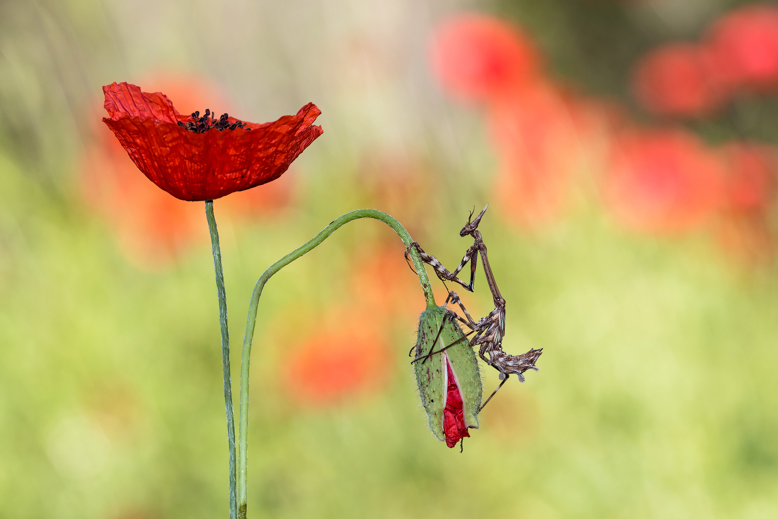 Lo sai che i papaveri.....
