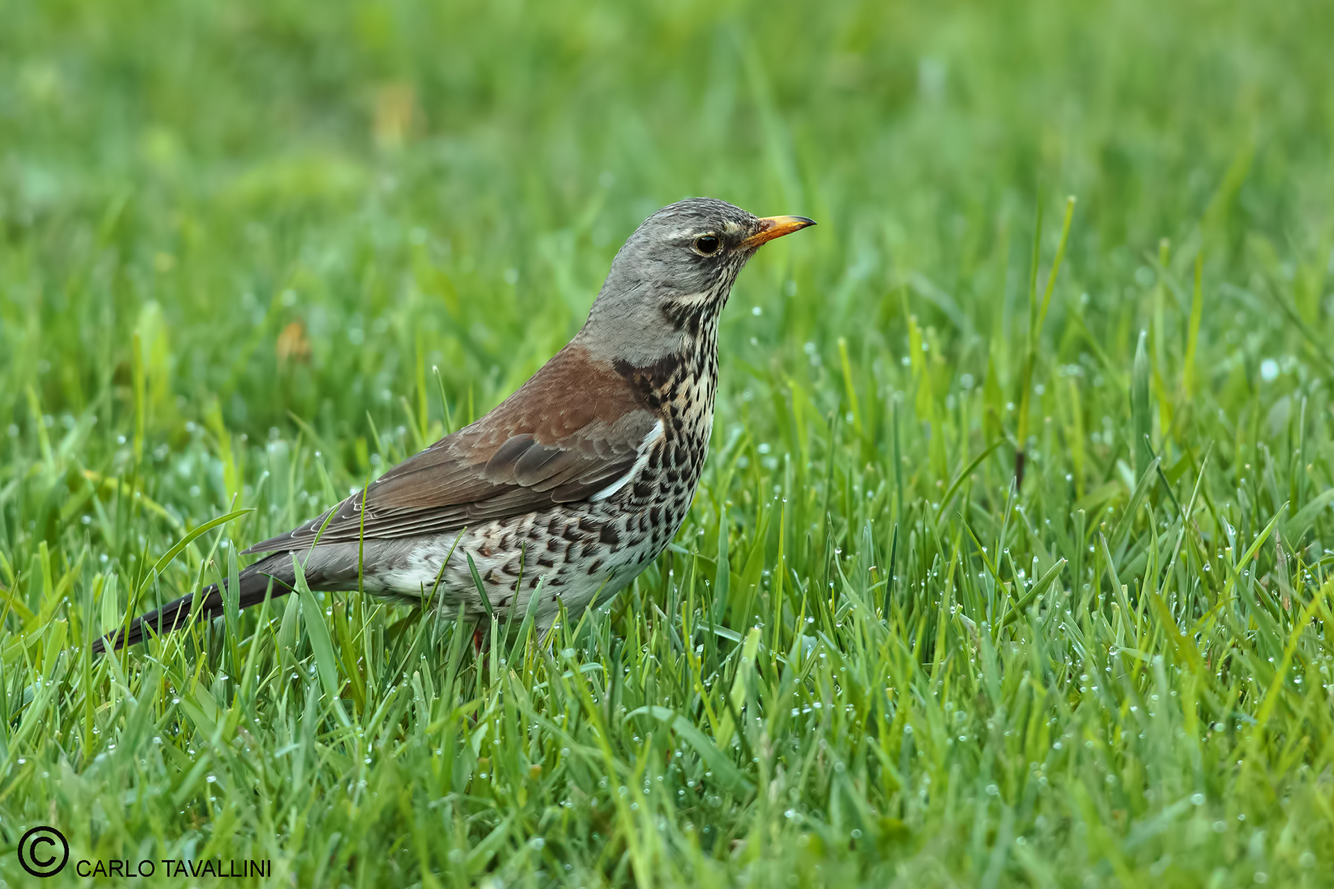 Cesena in the wet grass