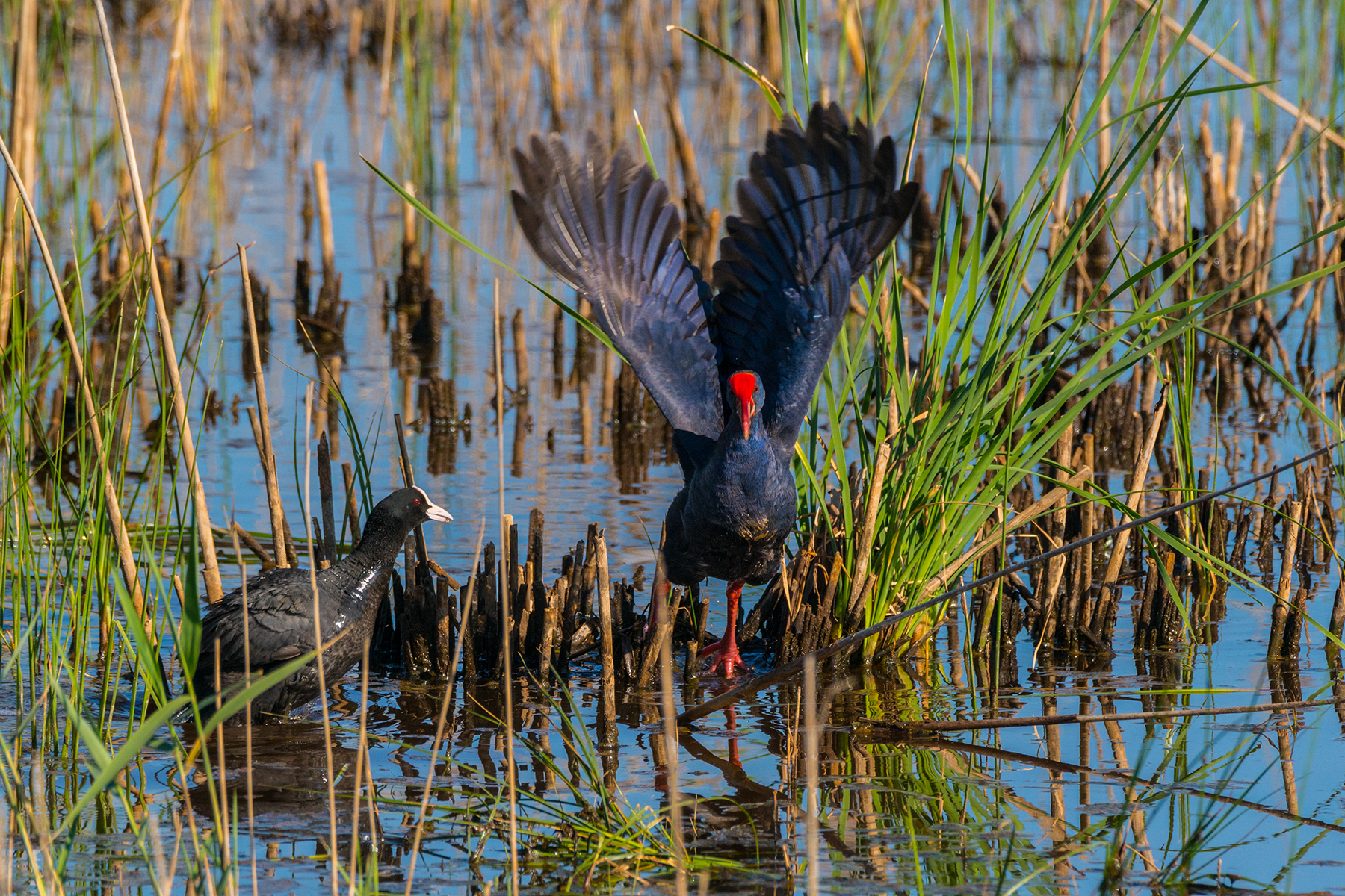 Chicken Sultan 3 - Spring 2017