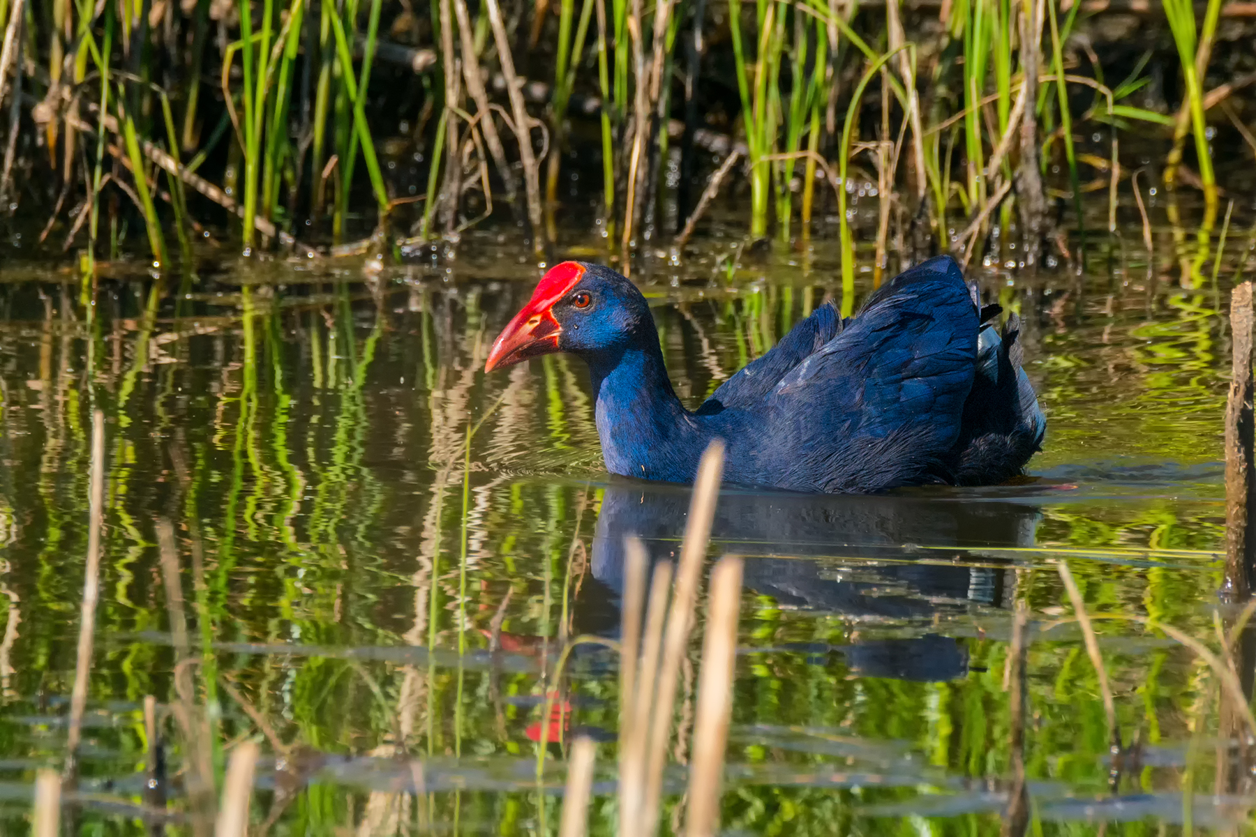 Chicken Sultan 4 - Spring 2017